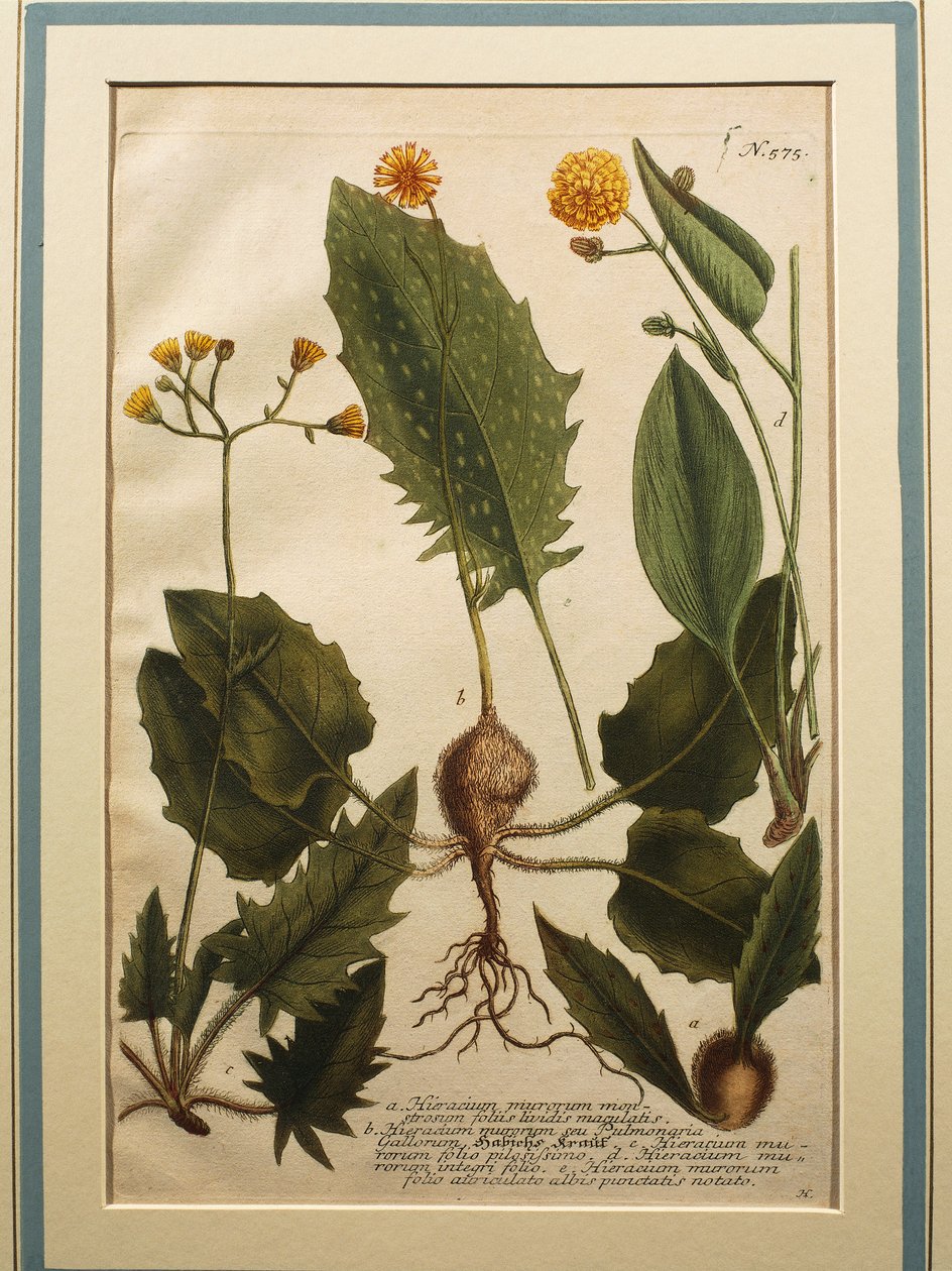 墙山楂草 (Hieracium murorum)，彩色雕刻 作者 约翰·威廉·温曼