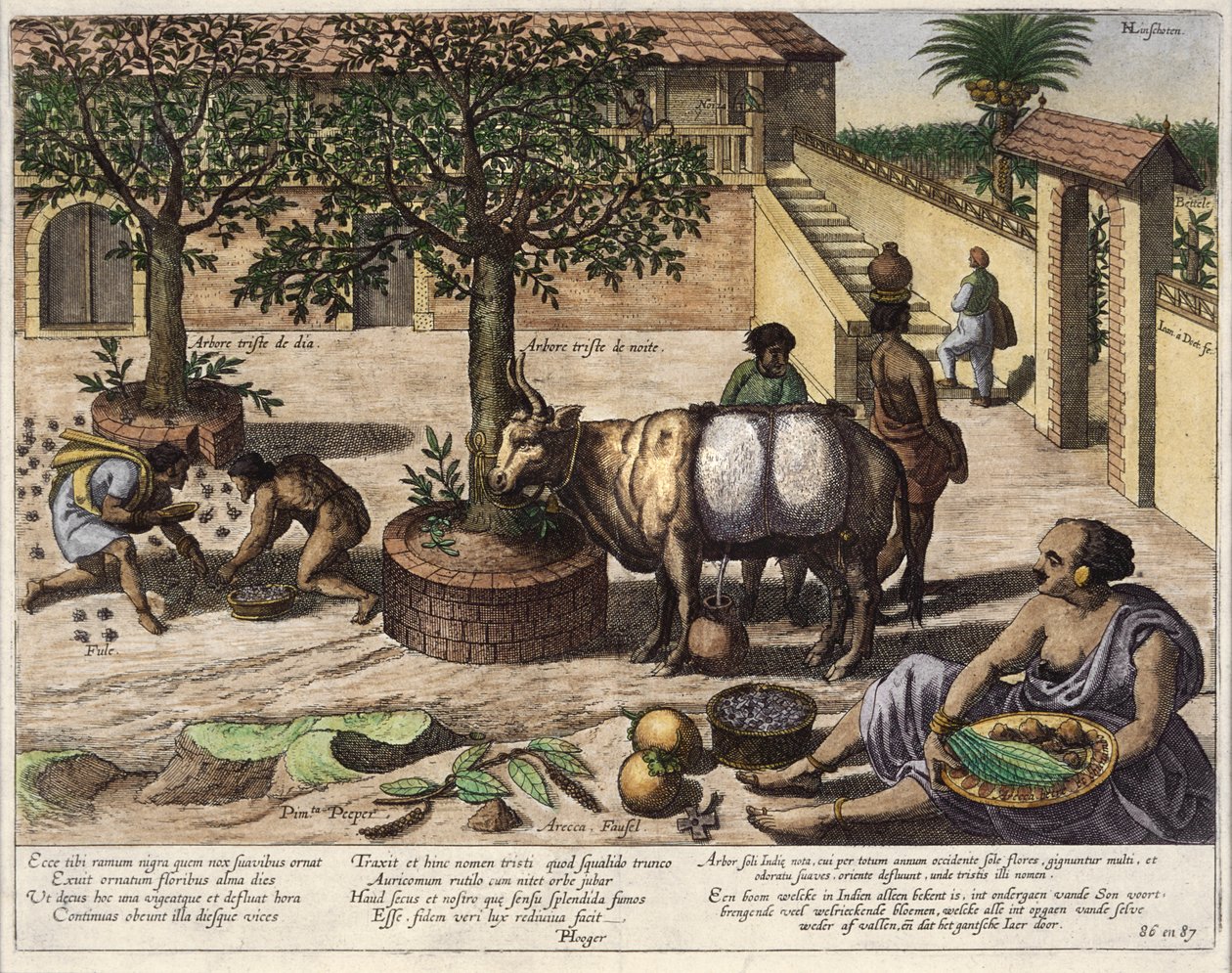 印度产品，插图来自&39;Jan Huyghen van Linschoten，他的东西和西印度群岛的航行&39;，1579-92（彩色雕刻） 作者 约翰内斯·巴普蒂斯塔（Johannes Baptista）