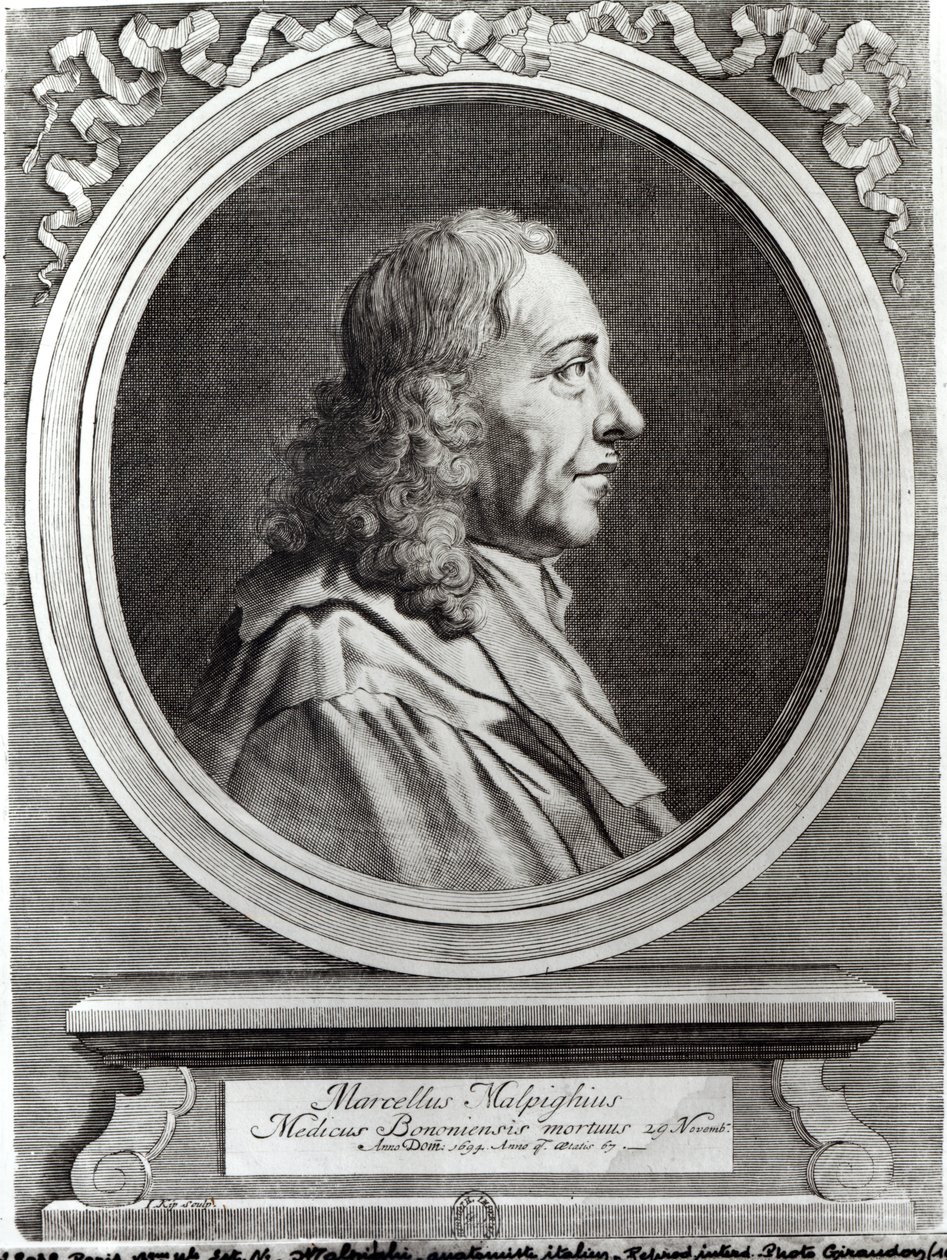 Marcello Malpighi（1628-94），67岁，1694年 作者 约翰尼斯·基普（Johannes Kip）
