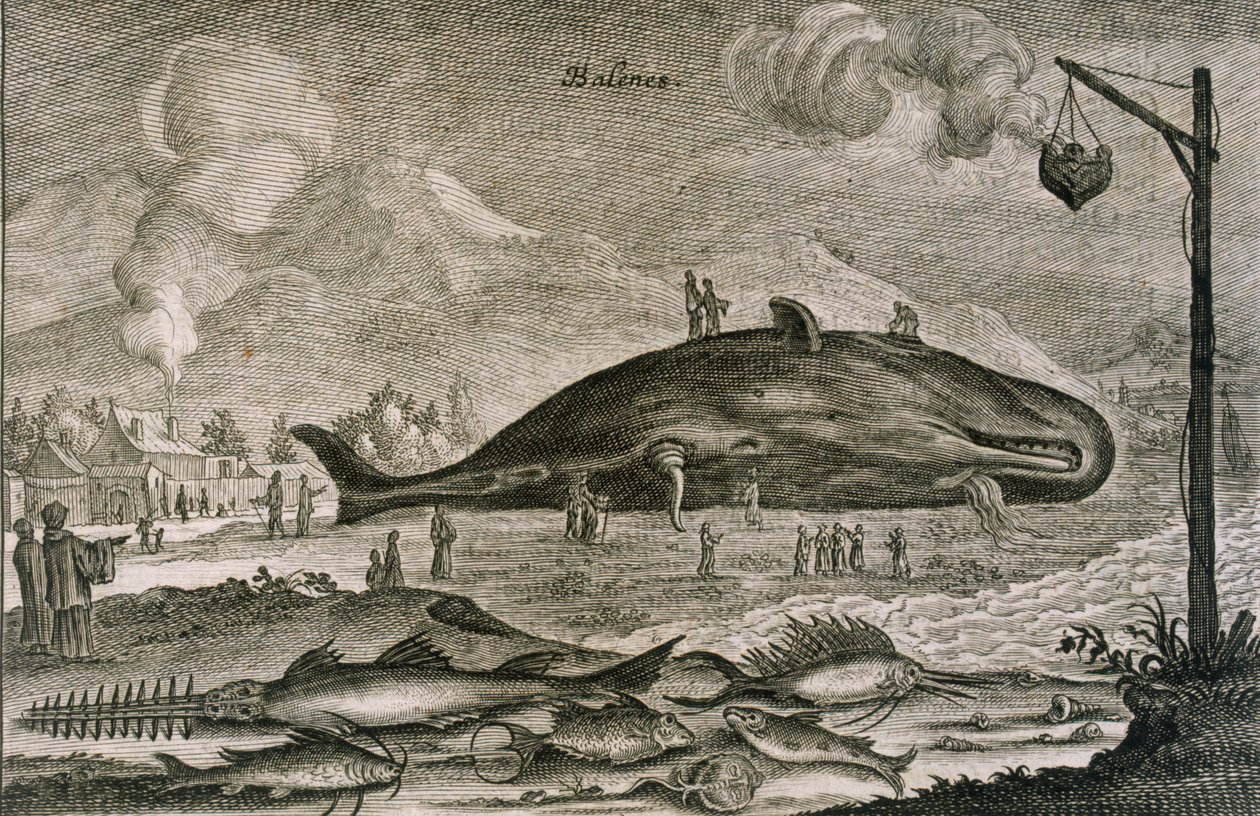 1665年，一条有中国水域的各种其他鱼类的搁浅的抹香鲸 作者 约翰尼斯·尼奥霍夫（Johannes Nieuhoff）