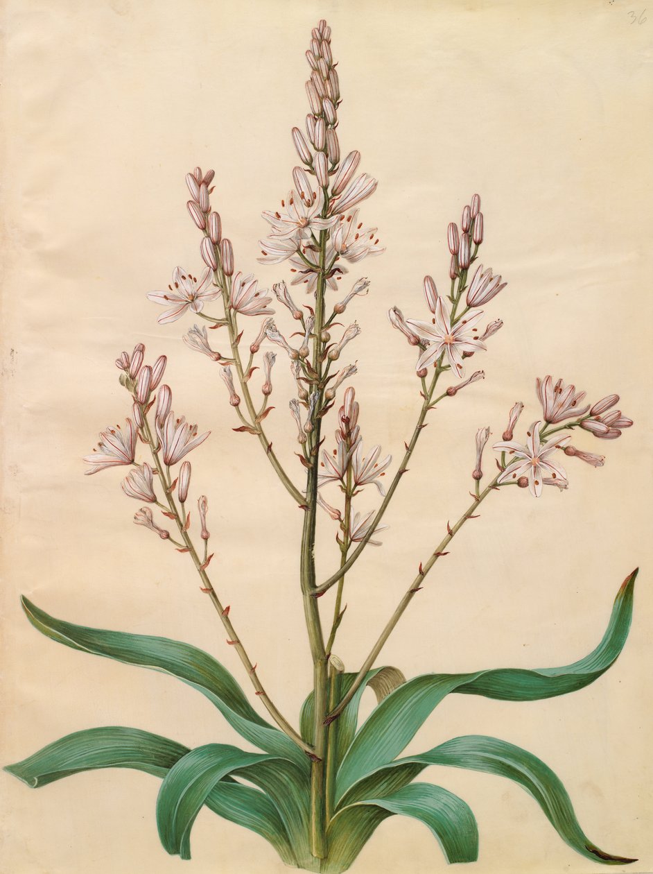 Asphodelus ramosus 作者 约翰尼斯·西蒙·霍尔茨贝克