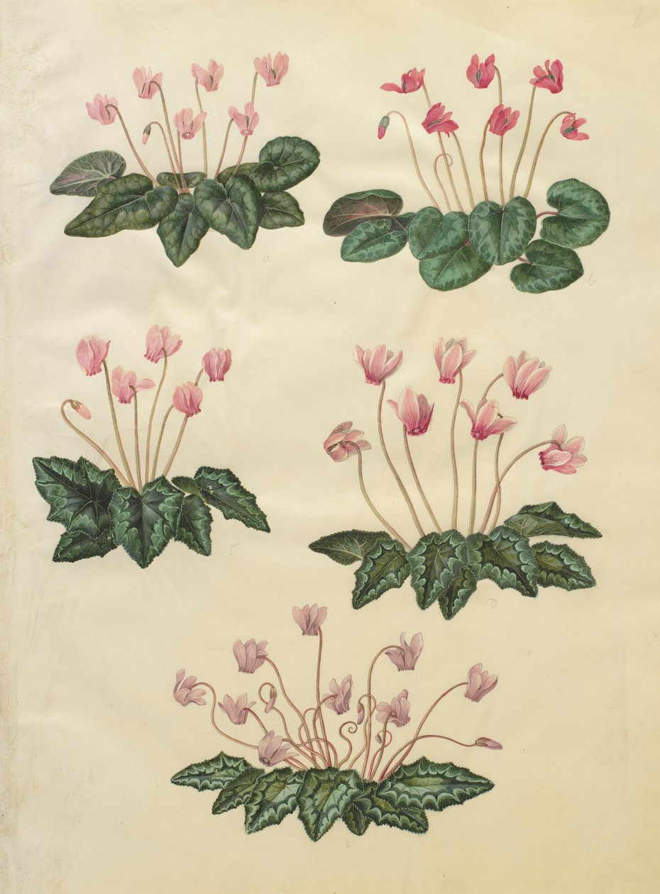仙客来（Cyclamen purpurascens）;仙客来hederifolium 作者 约翰尼斯·西蒙·霍尔茨贝克
