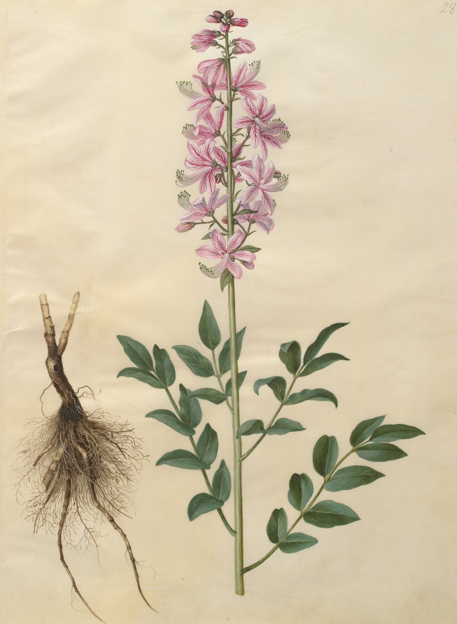Dictamnus albus 作者 约翰尼斯·西蒙·霍尔茨贝克