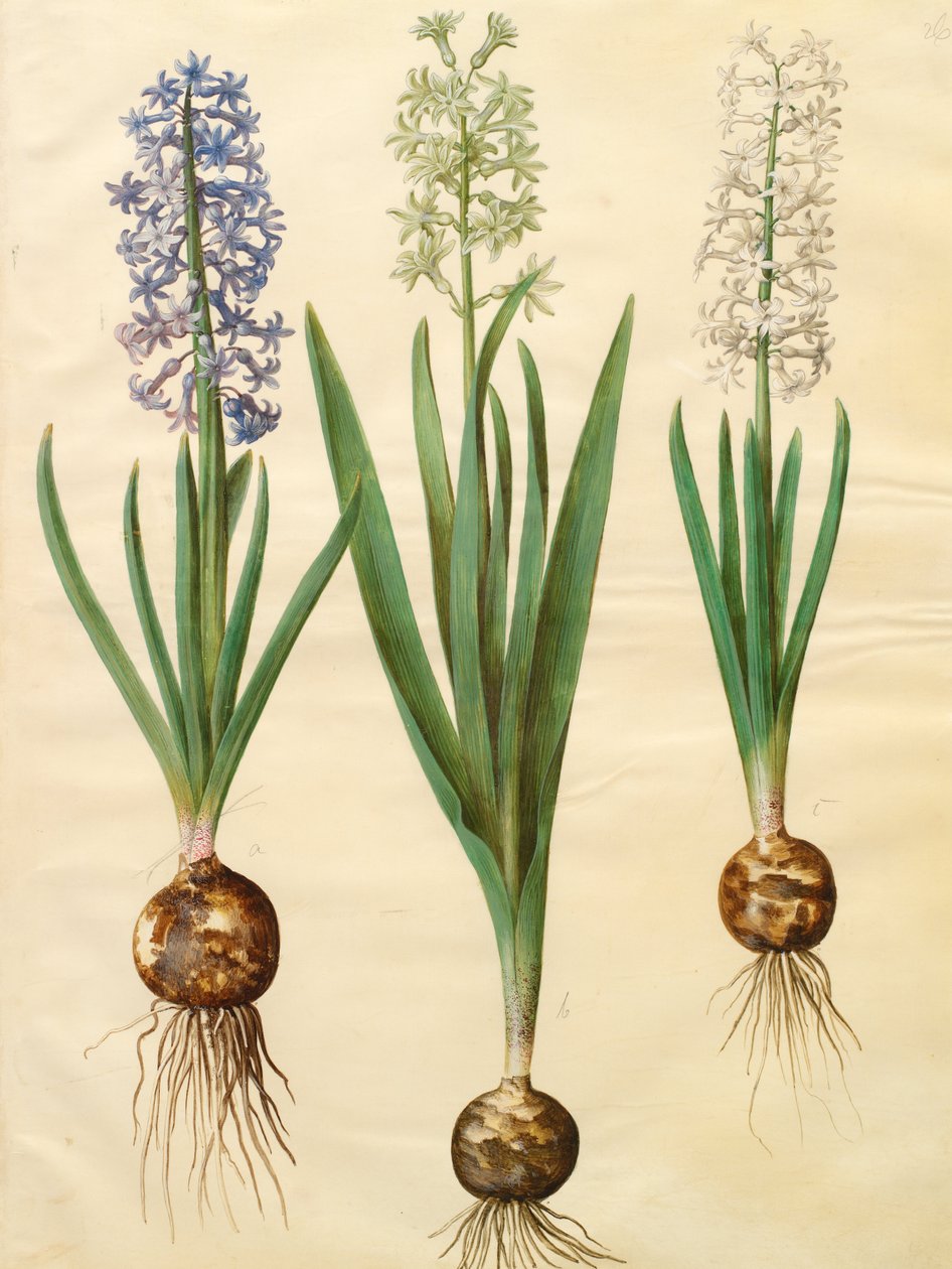 Hyacinthoides orientalis simp和pl 作者 约翰尼斯·西蒙·霍尔茨贝克