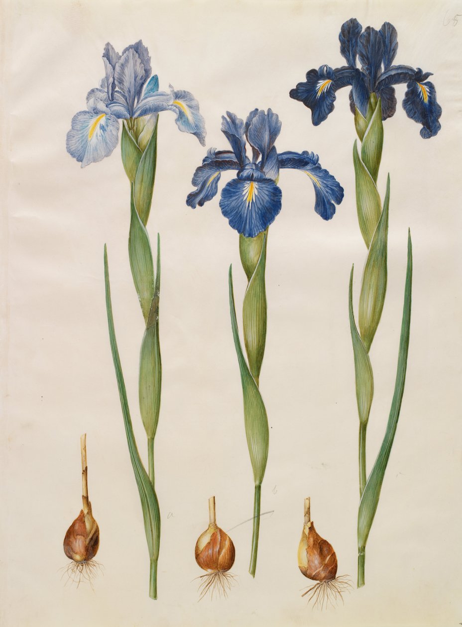 虹膜xiphioides 作者 约翰尼斯·西蒙·霍尔茨贝克