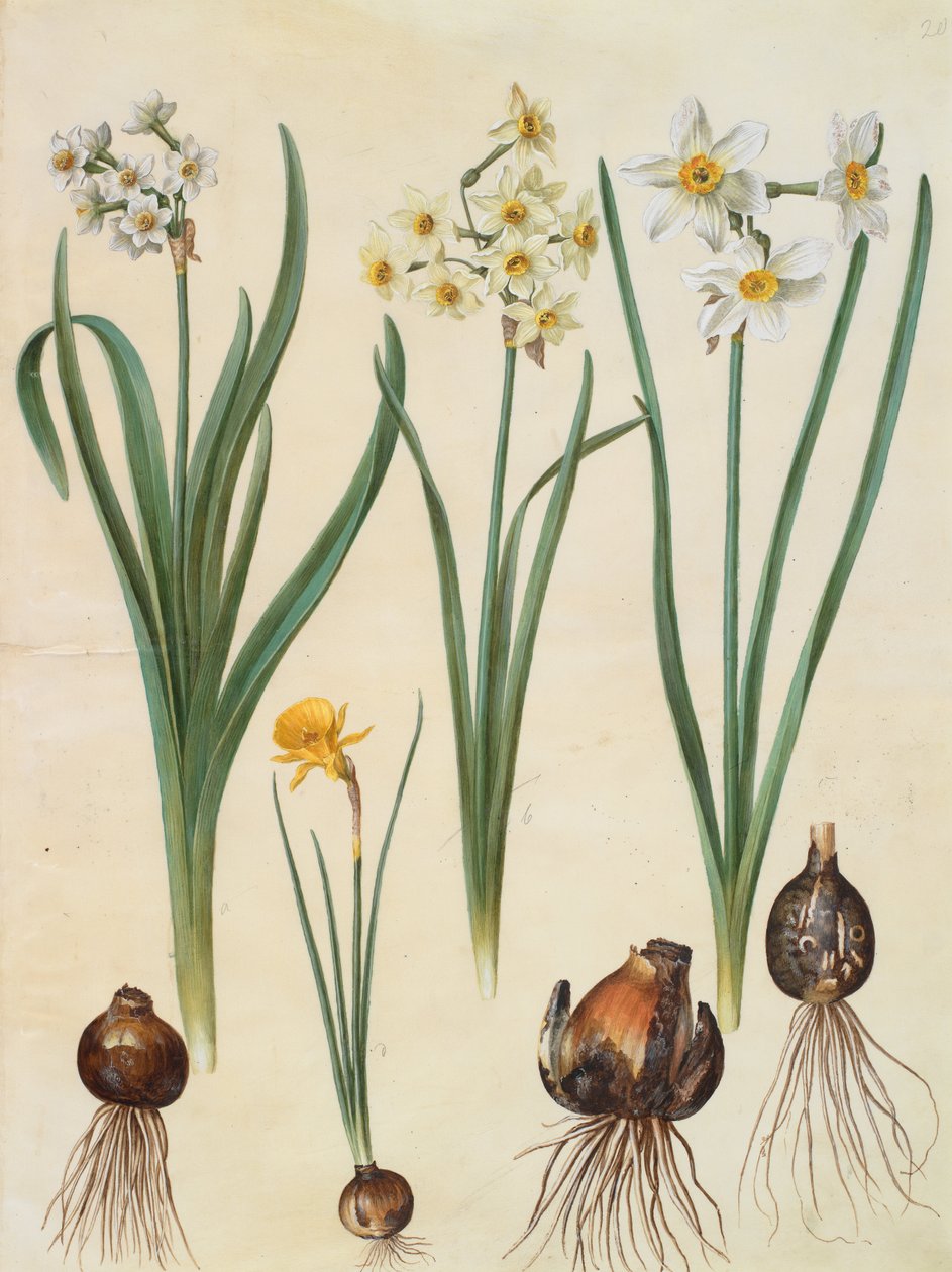 Narcissus tazetta 作者 约翰尼斯·西蒙·霍尔茨贝克