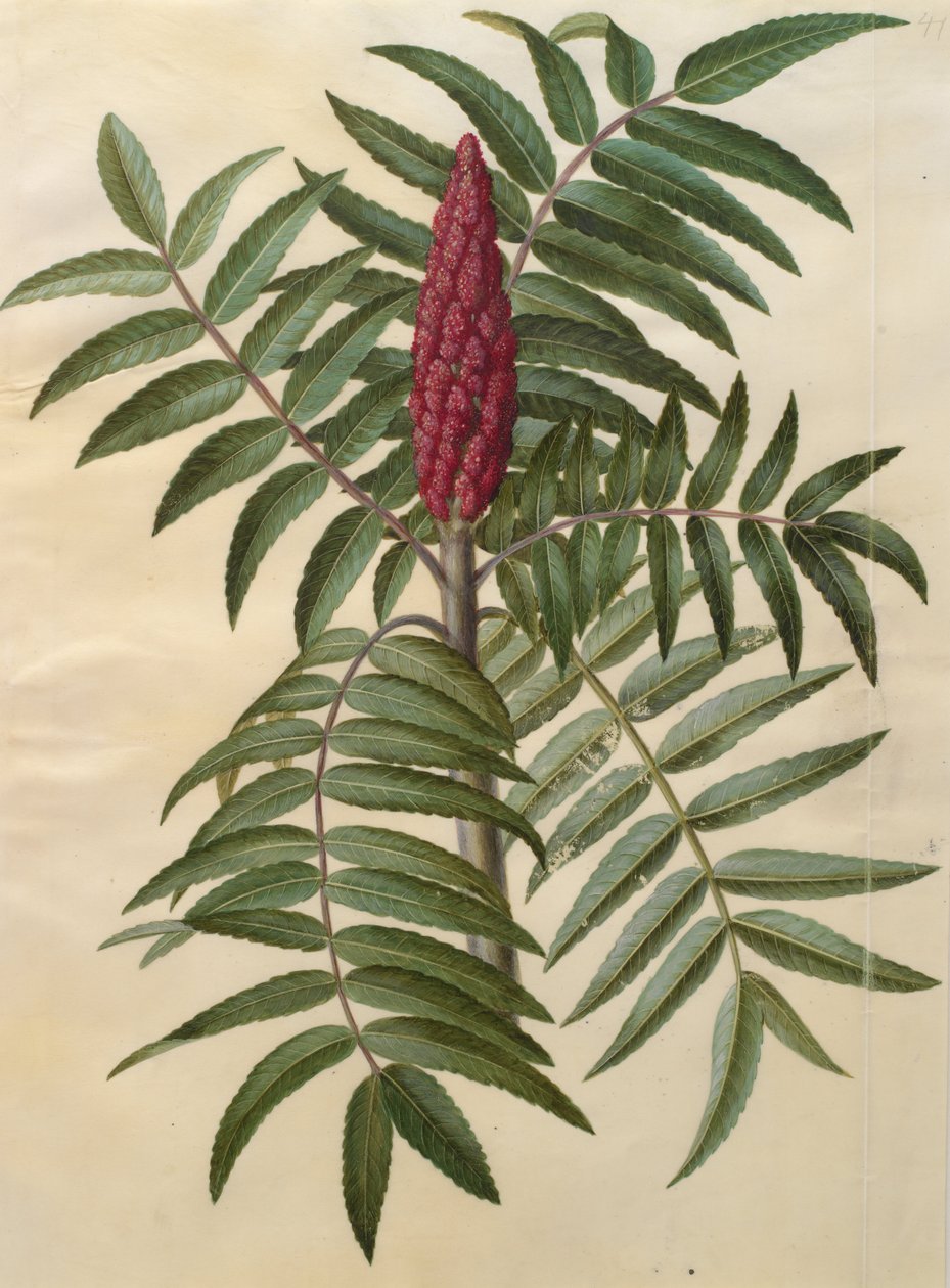 漆树（Rhus typhina） 作者 约翰尼斯·西蒙·霍尔茨贝克