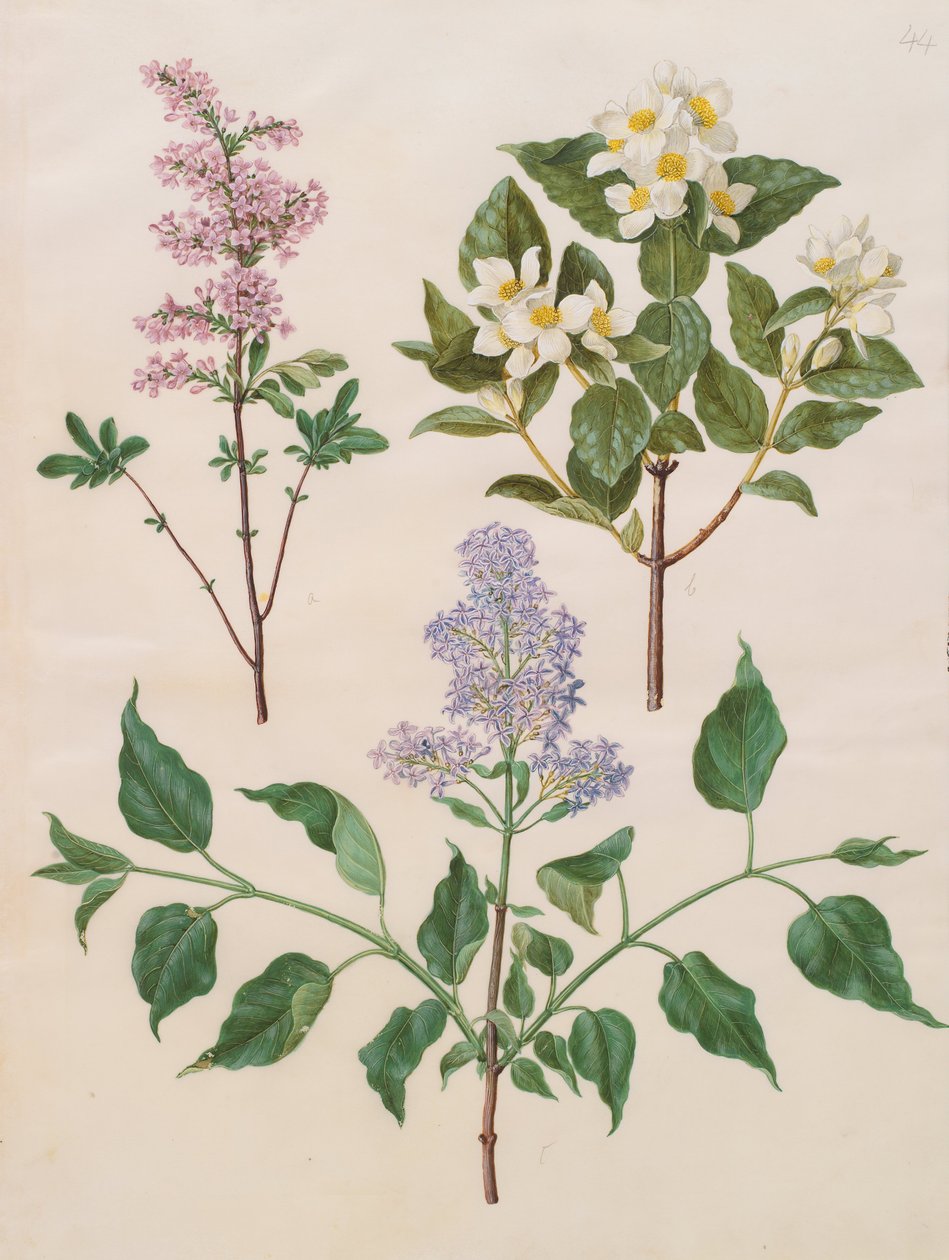 紫丁香（Syringa x persica）; Philadelphus coronarius;丁香寻常型 作者 约翰尼斯·西蒙·霍尔茨贝克