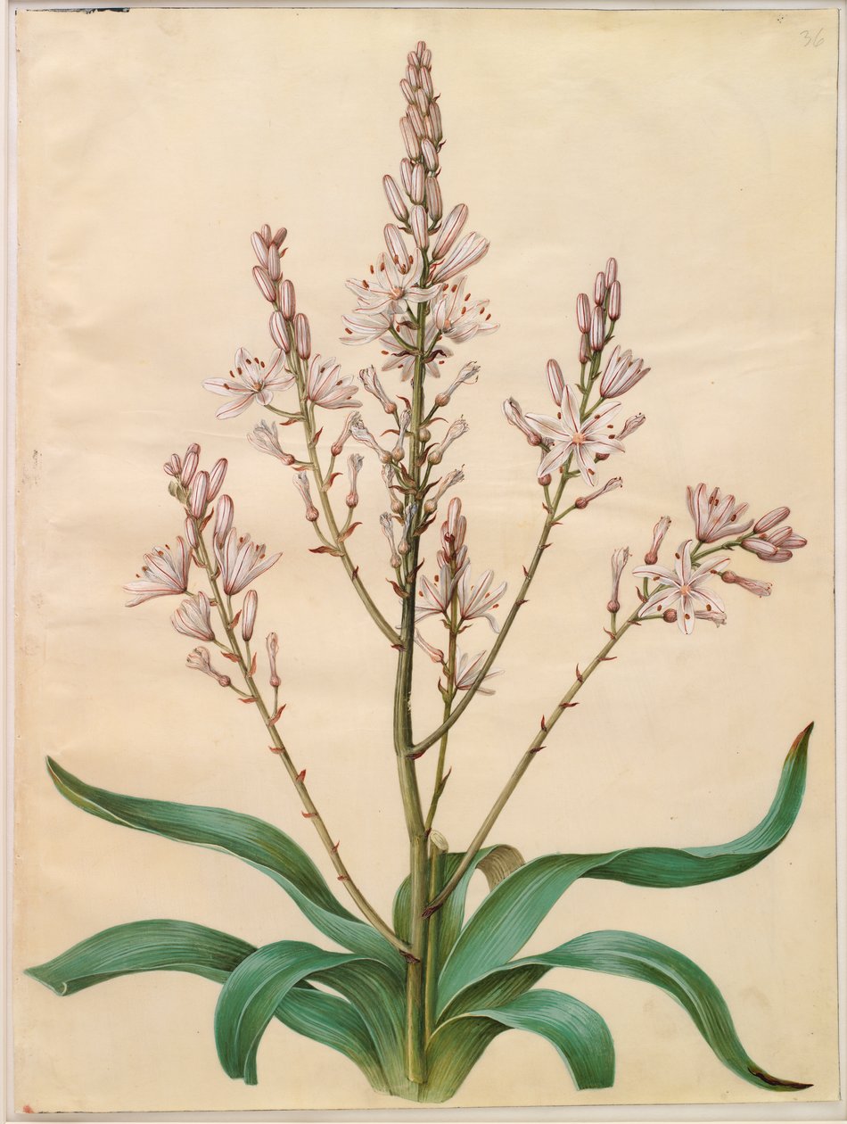 Asphodelus ramosus 作者 约翰尼斯·西蒙·霍尔茨贝克