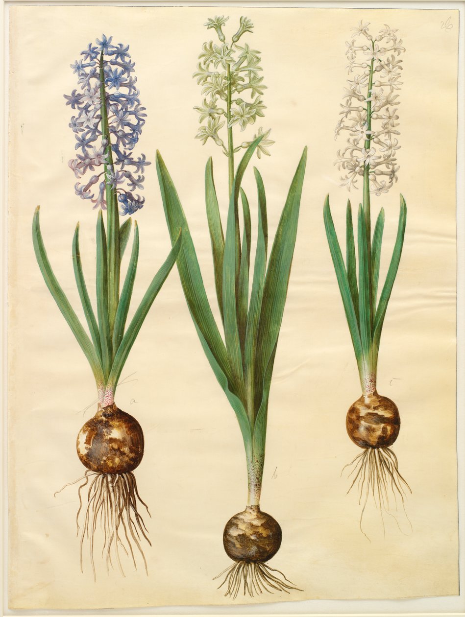 Hyacinthoides orientalis simp和pl 作者 约翰尼斯·西蒙·霍尔茨贝克