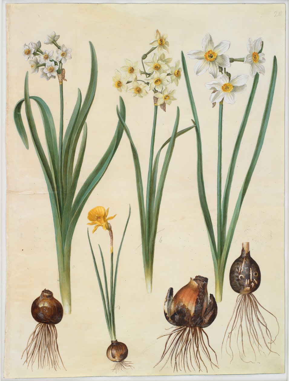 Narcissus tazetta;水仙（Narcissus orientalis）; Corbularia bulbocodium 作者 约翰尼斯·西蒙·霍尔茨贝克
