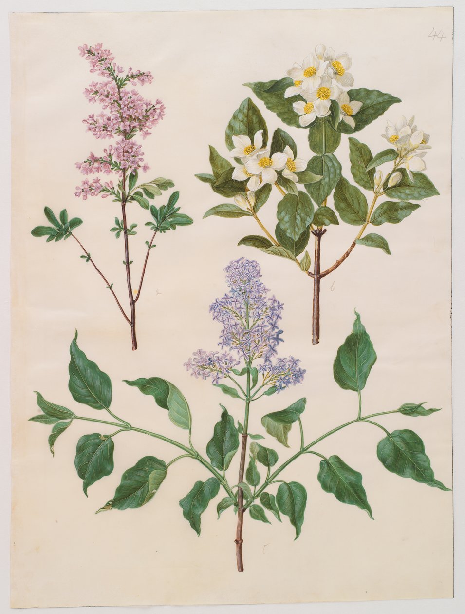 紫丁香（Syringa x persica）; Philadelphus coronarius;丁香寻常型 作者 约翰尼斯·西蒙·霍尔茨贝克