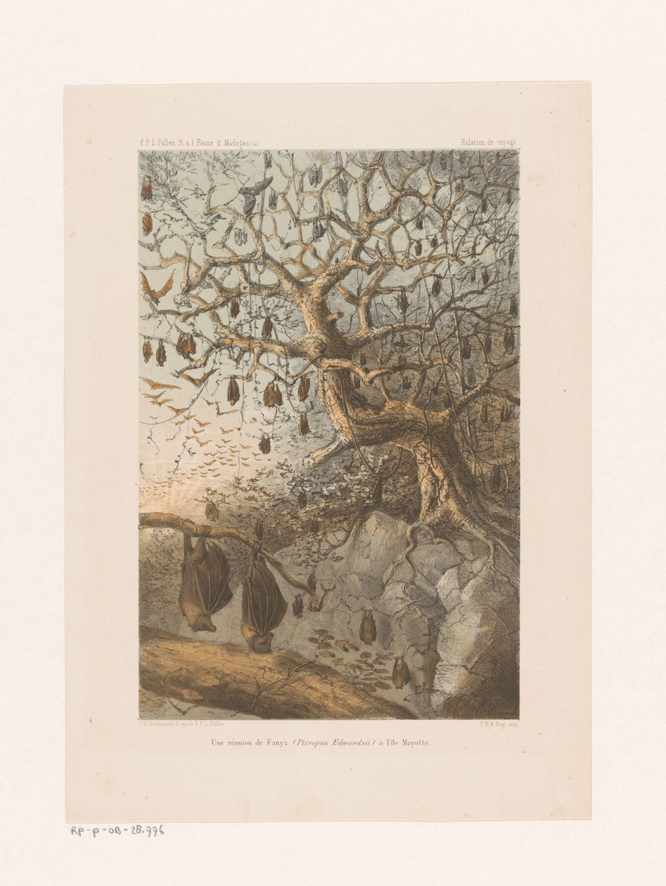 Vleermuizen in een boom
马约特岛上的芬尼（Pteropus Edwardsii）之会（标题见实物）
Relation de voyage（物品上的系列名称） 作者 约翰内斯·杰拉杜斯·库勒曼斯