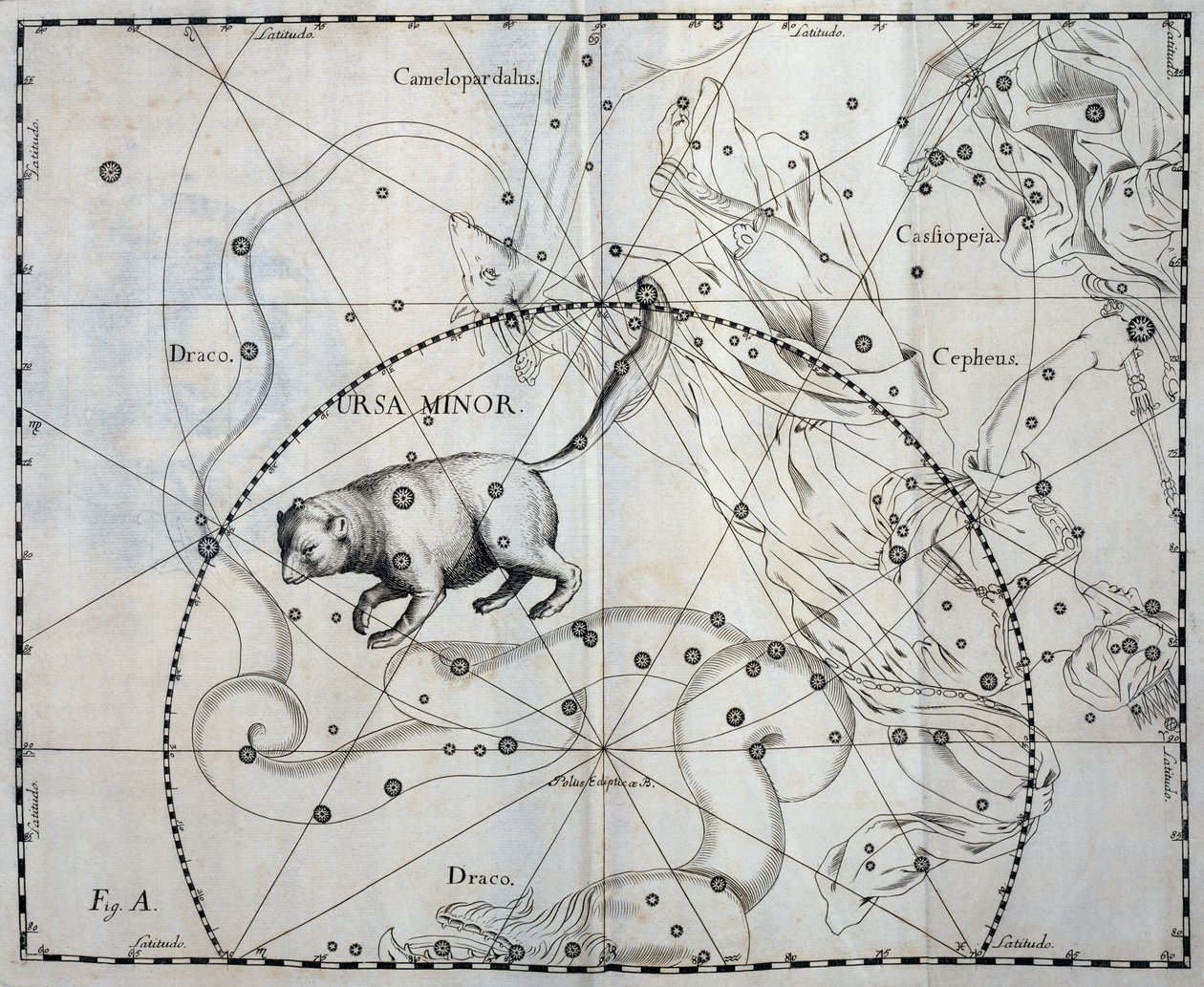 小熊座，小熊座的北方星座，雕刻自天体图集 Firmamentum Sobiescianum sive Uronographia，约翰·赫维留斯 (Johann Hevelius，1611-1687)，格但斯克 作者 约翰尼斯·赫维留斯