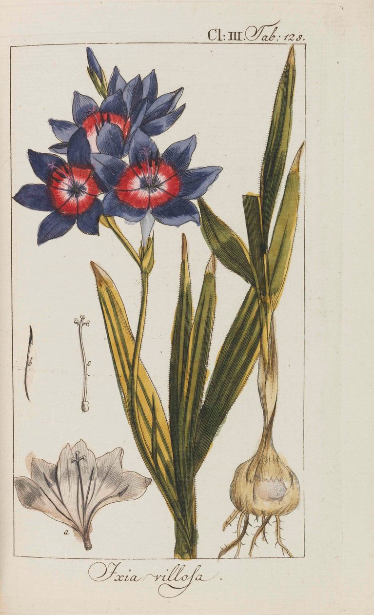 美丽和稀有植物的选择，1795-1798。 作者 约翰内斯·佐恩