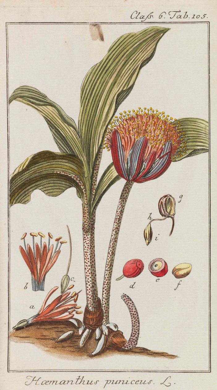 美丽和稀有植物的选择，1795-1798。 作者 约翰内斯·佐恩
