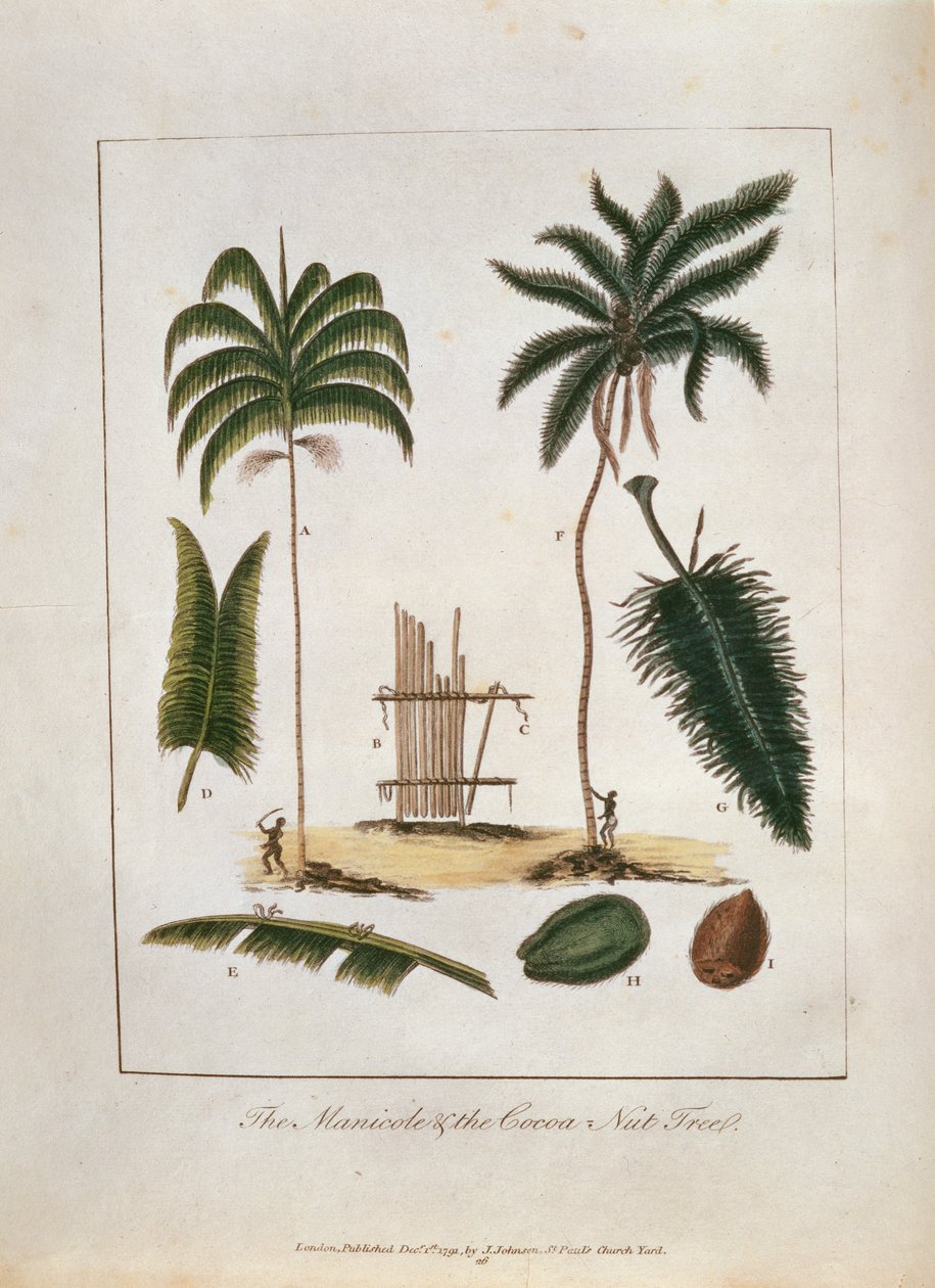 The Manicole和Cocoa Nut Tree，来自“1772  -  77年苏里南反叛黑人的五年远征”，1791年出版（手工雕刻） 作者 约翰·加布里埃尔·斯特德曼