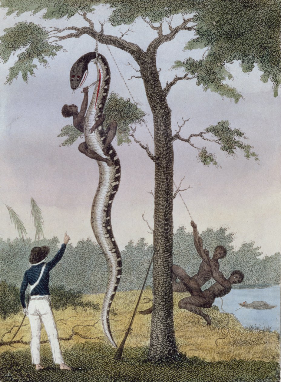 Stryman上尉拍摄的Aboma蛇的皮肤，来自“1772  -  77年苏里南反叛的黑人远征的五年探险”，1813年出版（手工彩色雕刻） 作者 约翰·加布里埃尔·斯特德曼