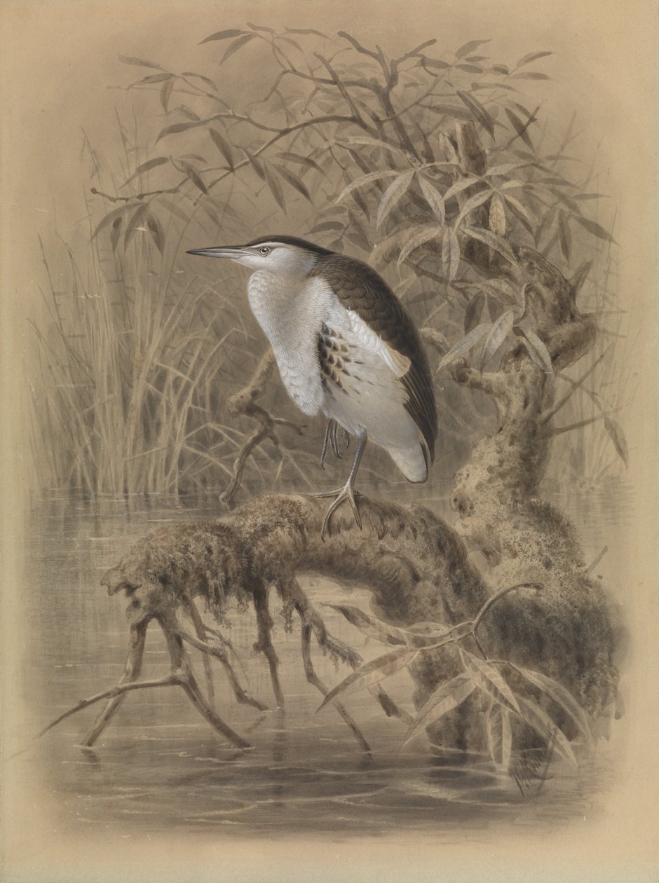小苦汁，Ixobrychus minutus 作者 约翰·杰拉德·基勒曼斯