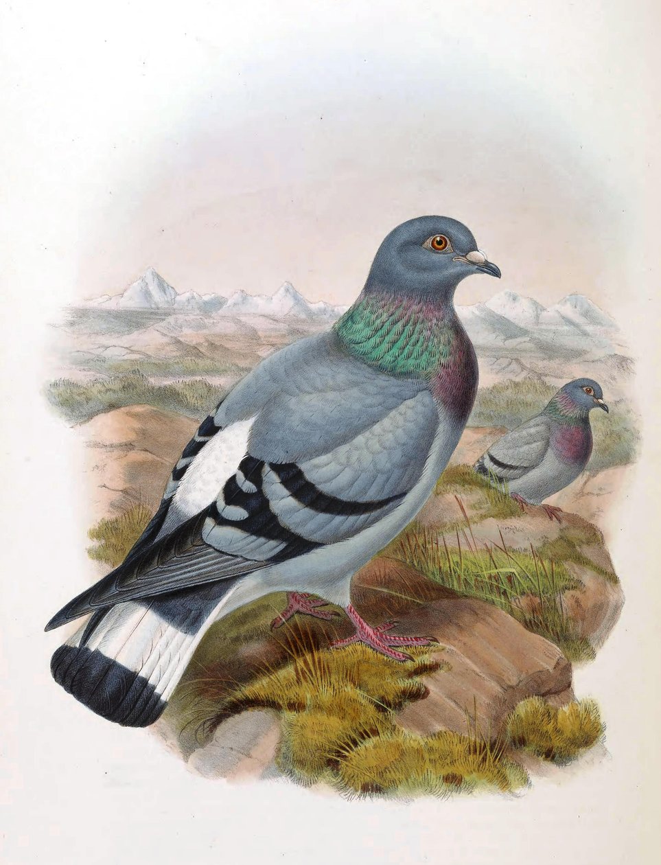 Rocky Dove（Columba rupestris） 作者 约翰·古尔德