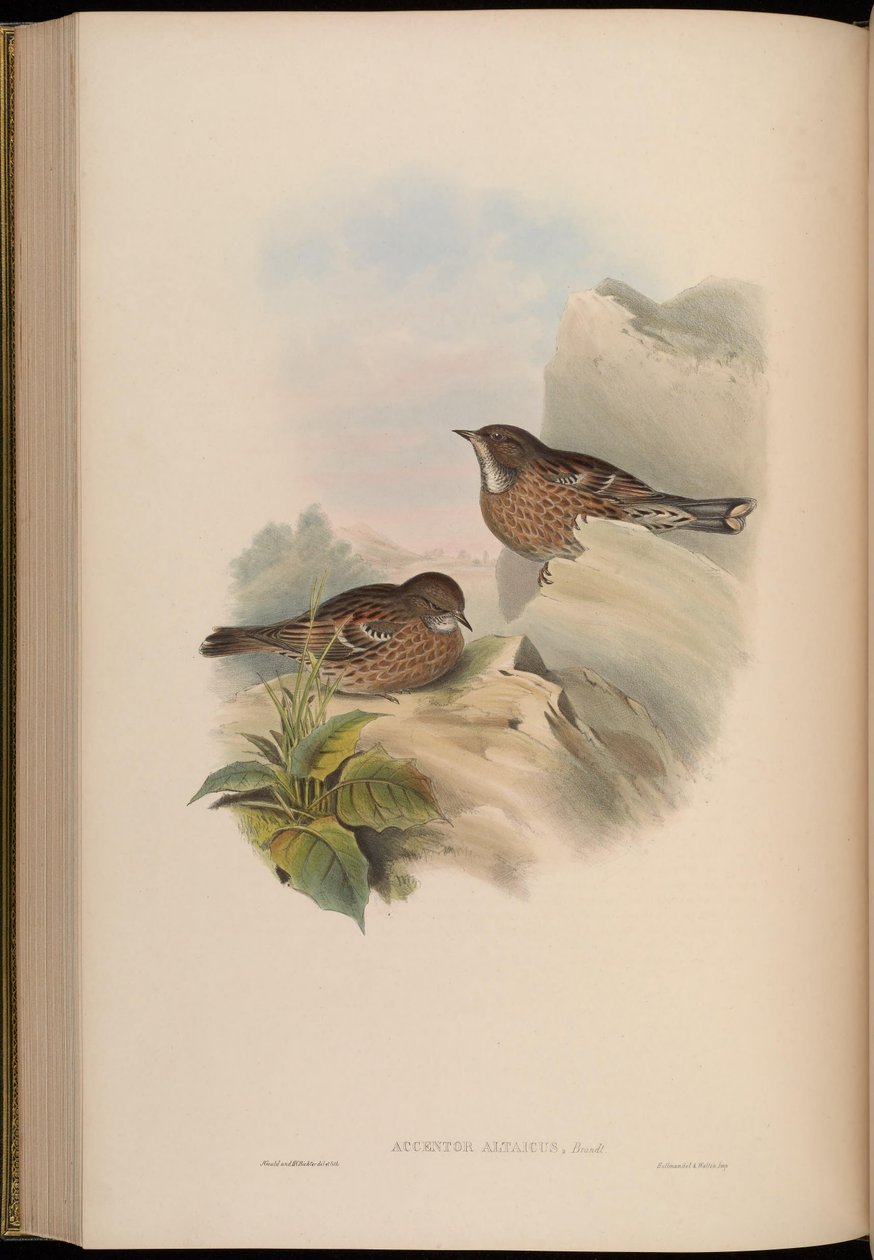 Accentor altaicus =夏枯草喜马拉雅山 作者 约翰·古尔德