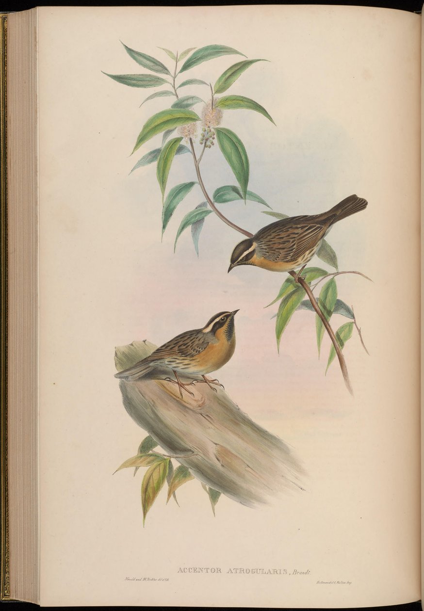 Accentor atrogularis =夏枯草（Prunella atrogularis） 作者 约翰·古尔德
