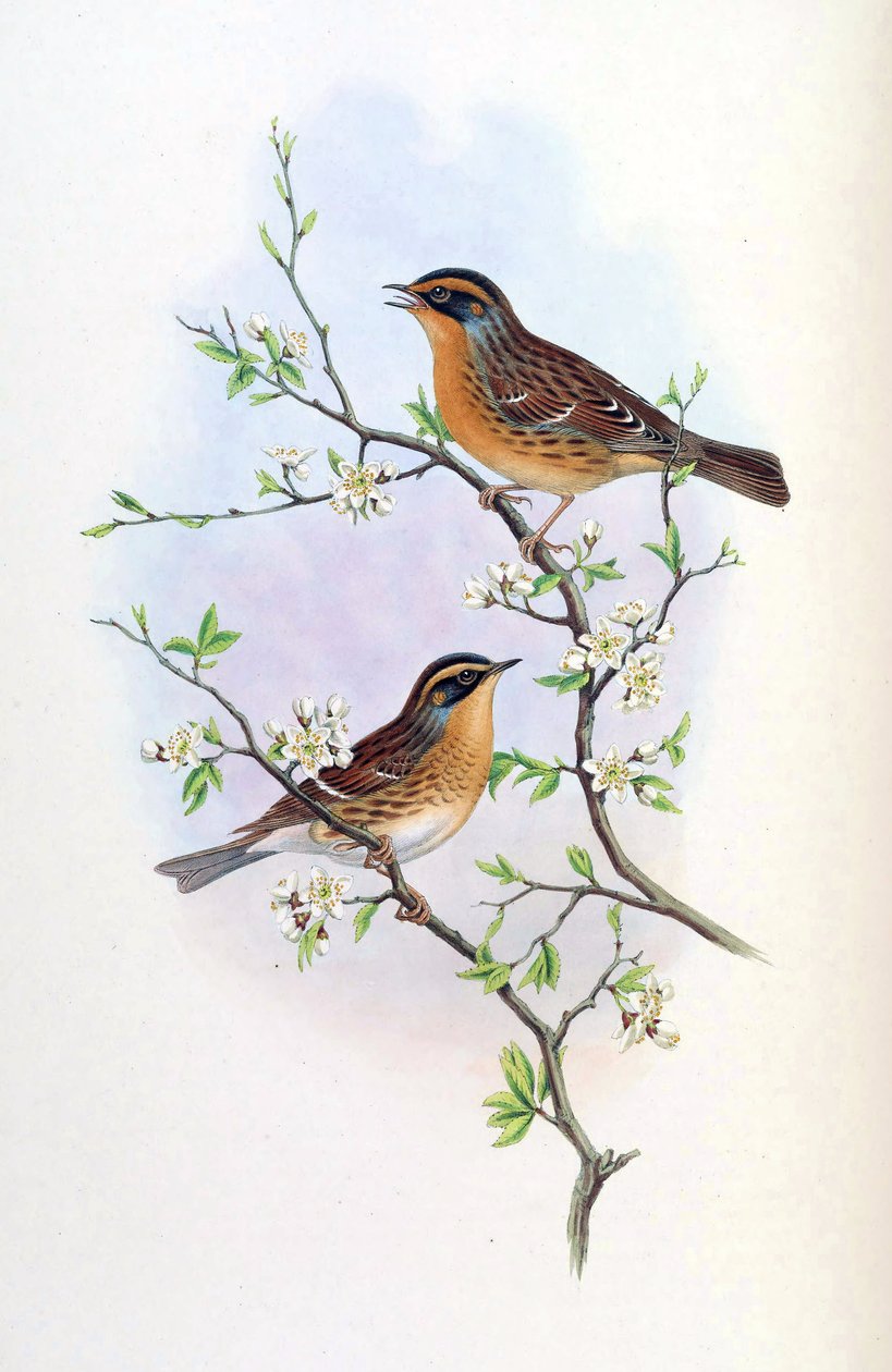 Accentor montanellus =夏枯草（Prunella montanella） 作者 约翰·古尔德
