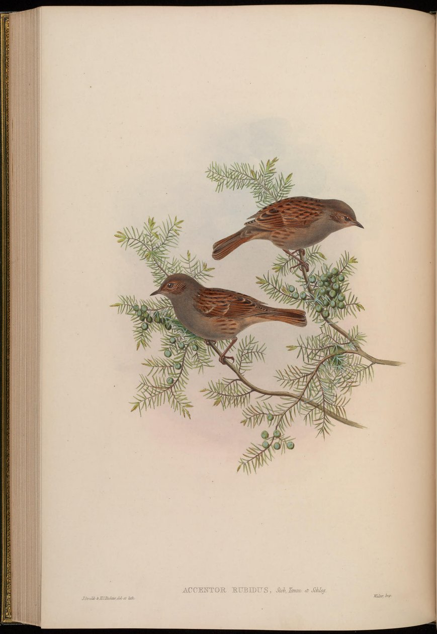 Accentor rubidus =夏枯草（Prunella rubida） 作者 约翰·古尔德