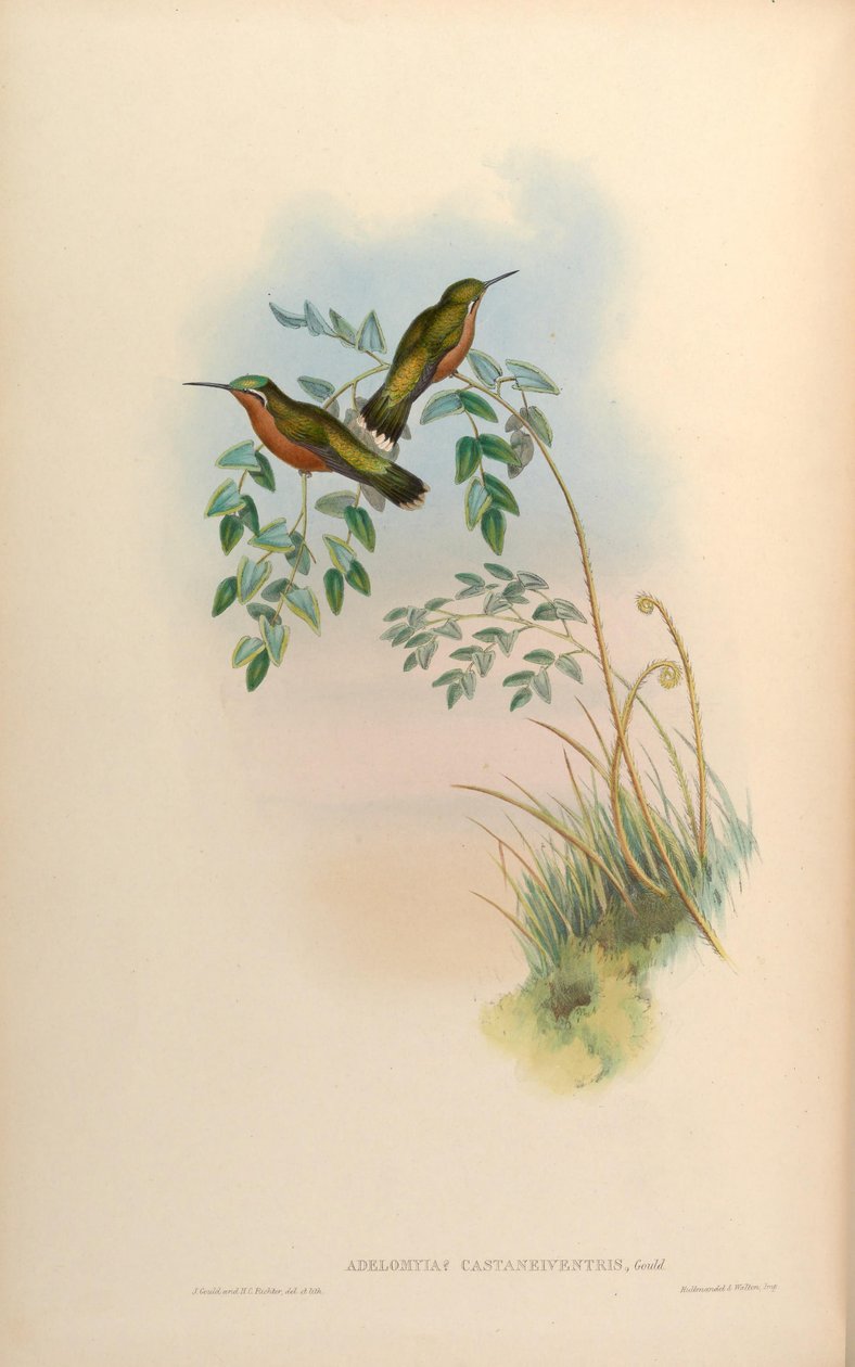 Adelomyia castaneiventris = Lampornis castaneoventris雌性 作者 约翰·古尔德