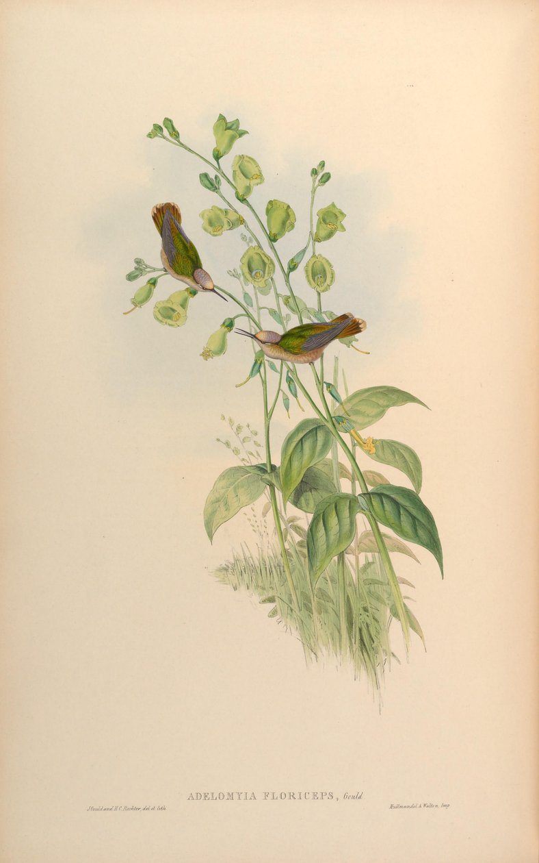 Adelomyia floriceps = Anthocephala floriceps 作者 约翰·古尔德