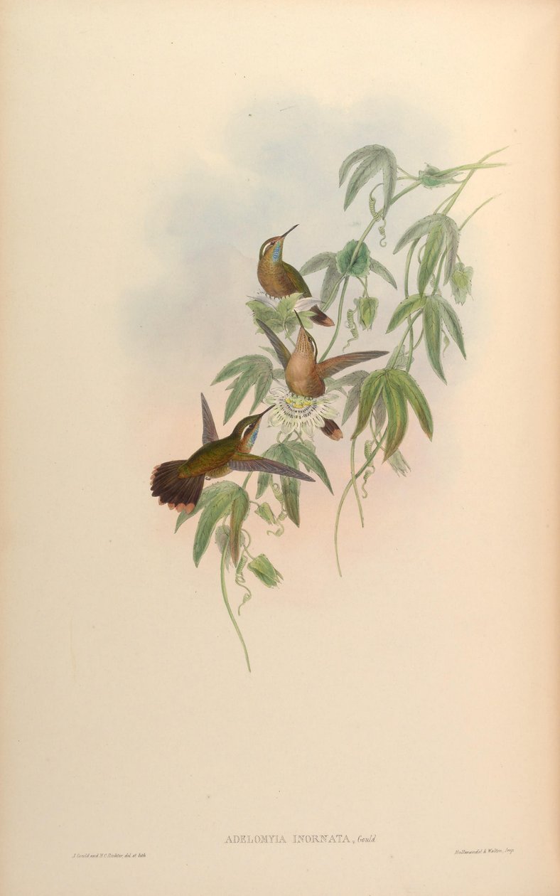 Adelomyia inornata = Adelomyia melanogenys inornata 作者 约翰·古尔德