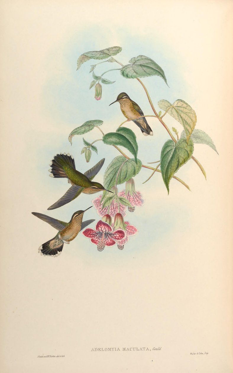 Adelomyia maculata = Adelomyia melanogenys maculata 作者 约翰·古尔德