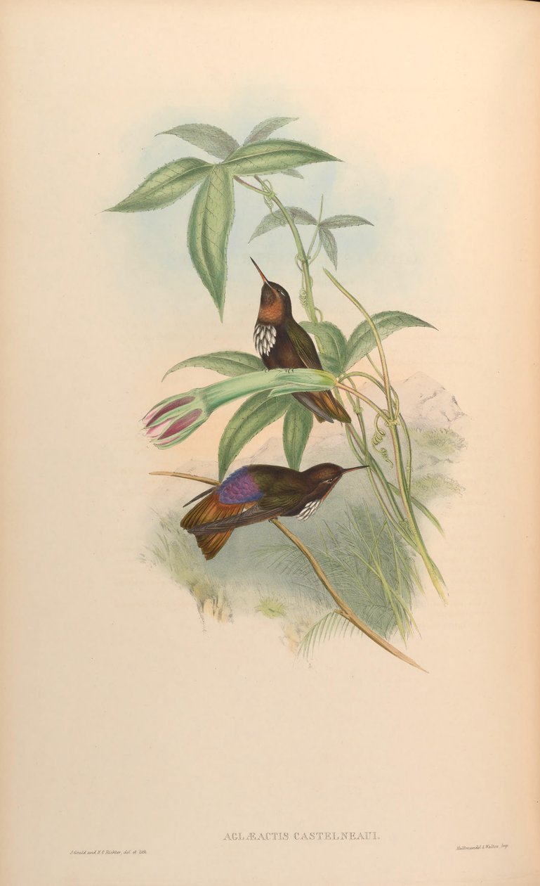 Aglaeactis castelnaui = Aglaeactis castelnaudii（如书中所述） 作者 约翰·古尔德