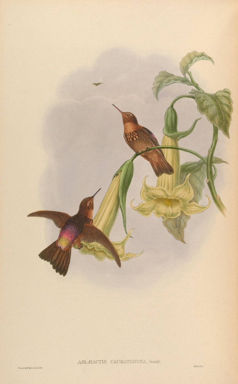 Aglaeactis caumatonota = Aglaeactis cupripennis caumatonotus 作者 约翰·古尔德