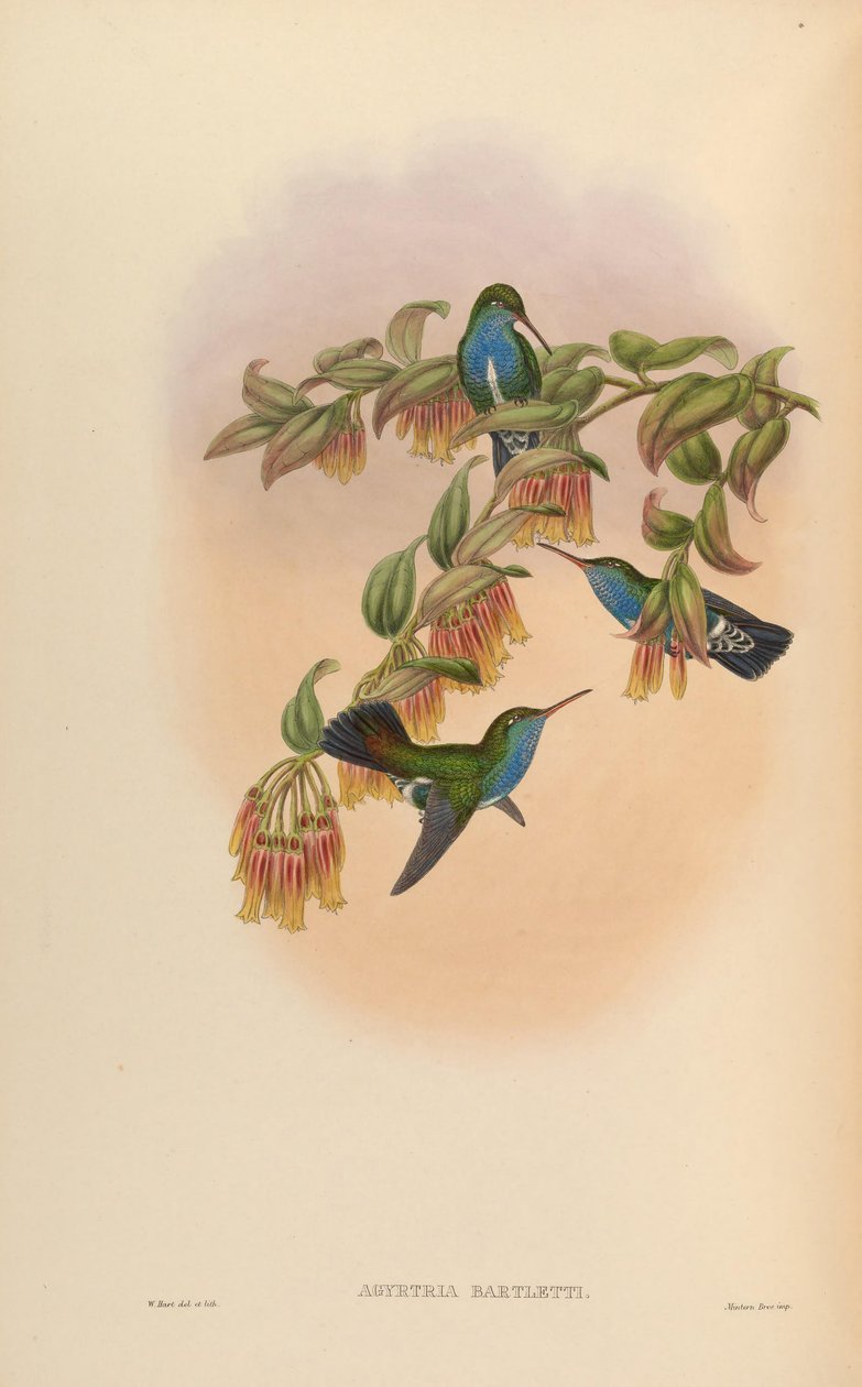 Agyrtria bartletti = Amazilia lactea bartletti 作者 约翰·古尔德