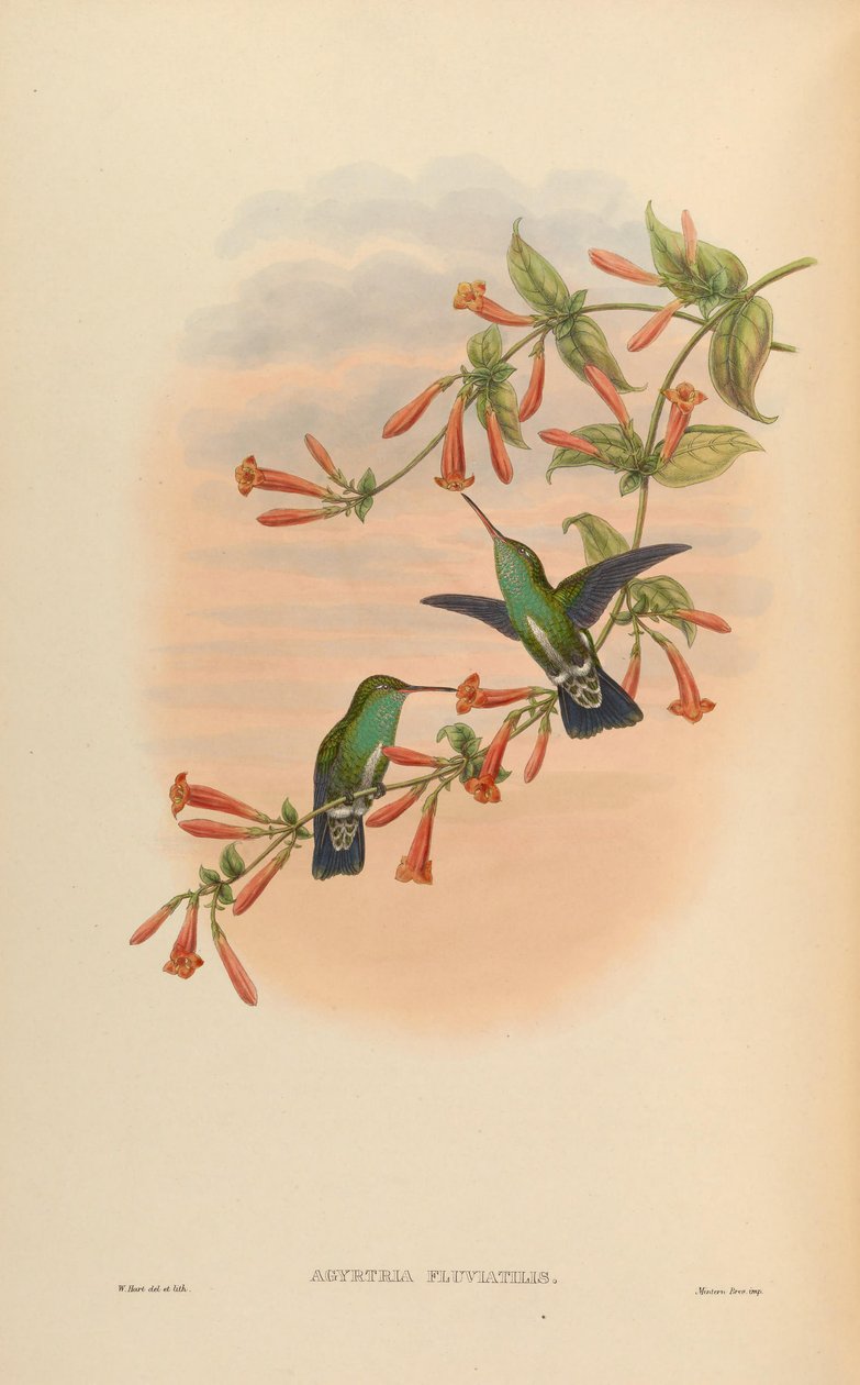Agyrtria fluviatilis = Amazilia fimbriata apicalis 作者 约翰·古尔德