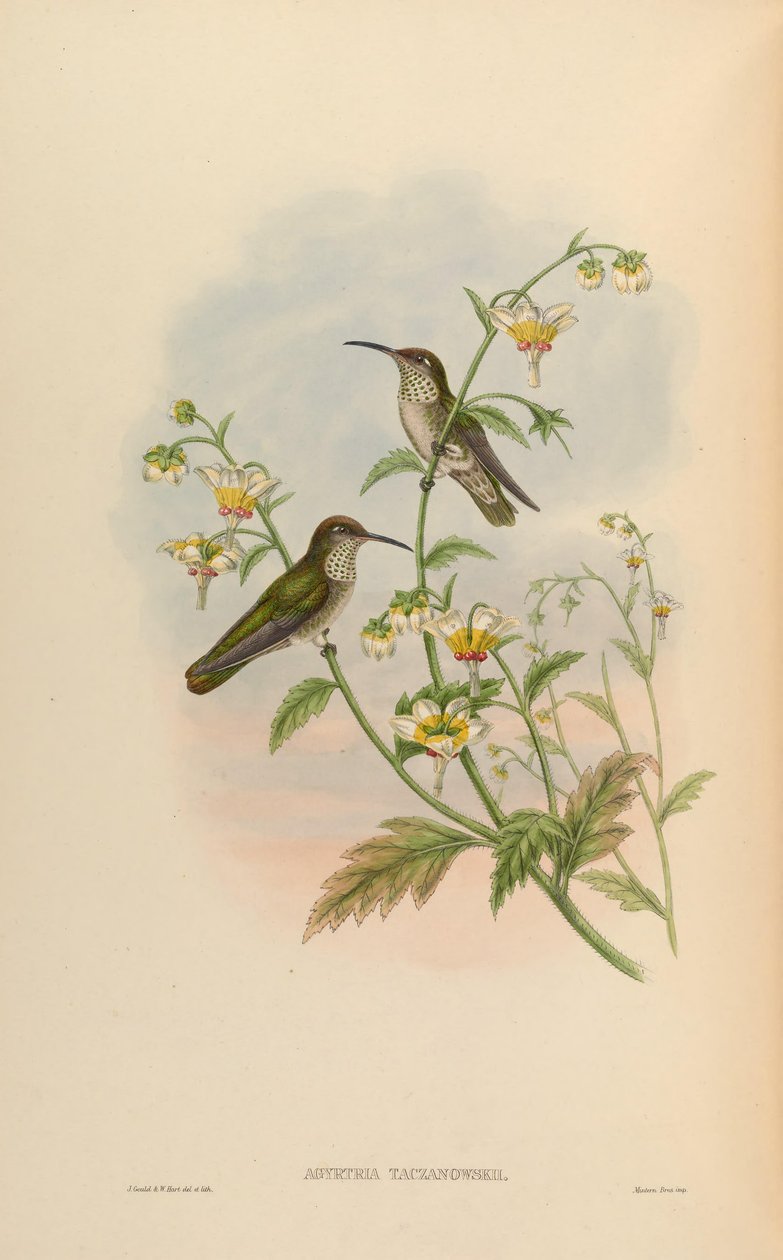 Agyrtria taczanowskii = Leucippus taczanowskii 作者 约翰·古尔德