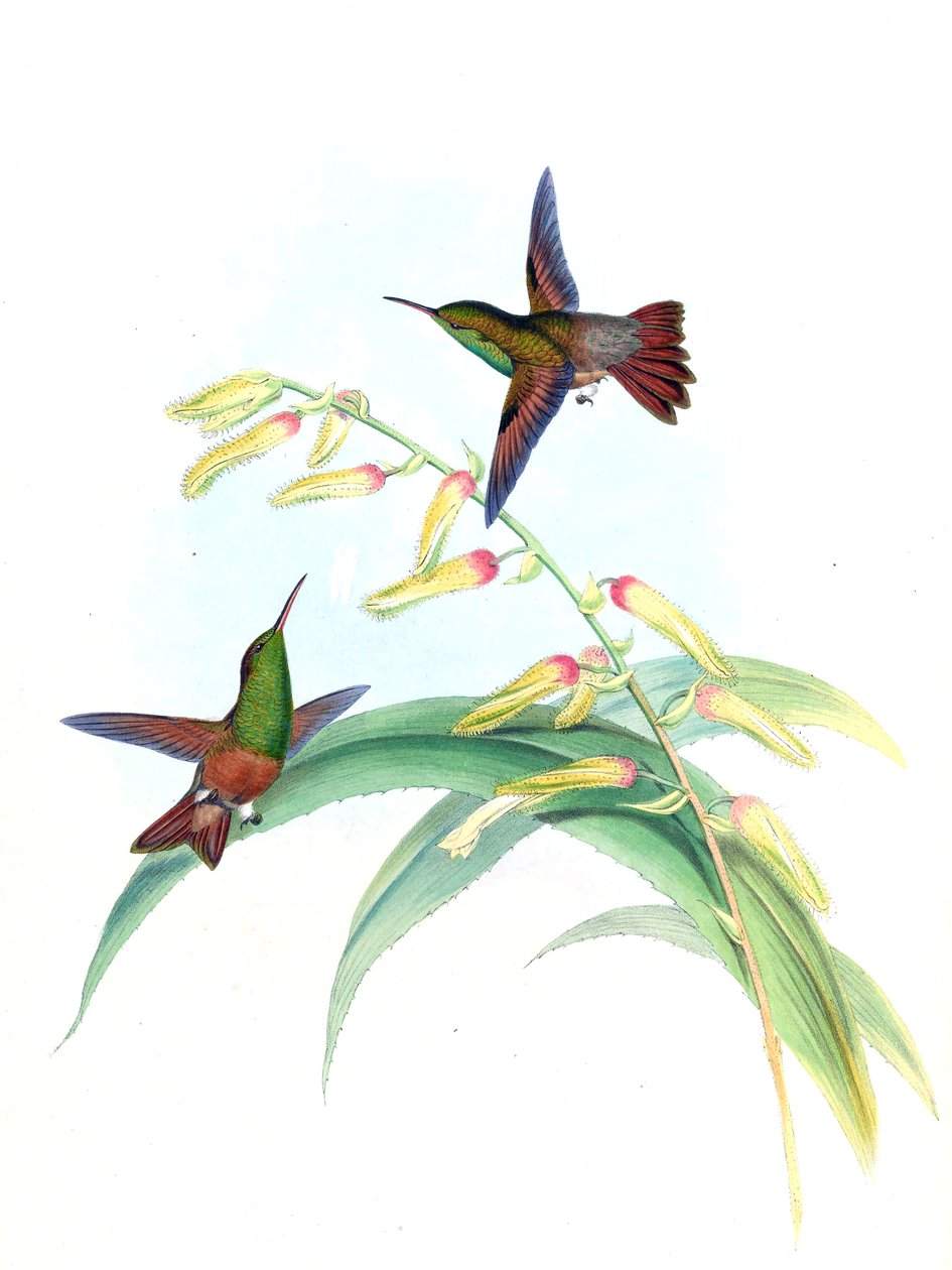 Amazilia castaneiventris 作者 约翰·古尔德