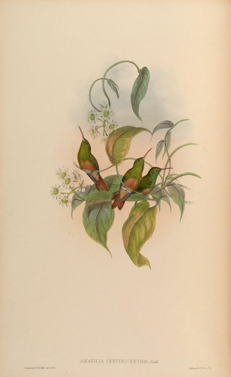 Amazilia cerviniventris = Amazilia yucatanensis cerviniventris 作者 约翰·古尔德