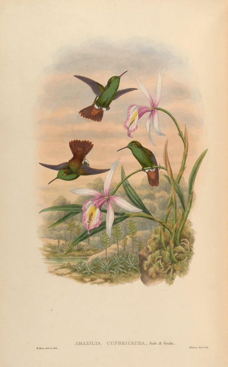 Amazilia cupreicauda = Amazilia viridigaster cupreicauda 作者 约翰·古尔德