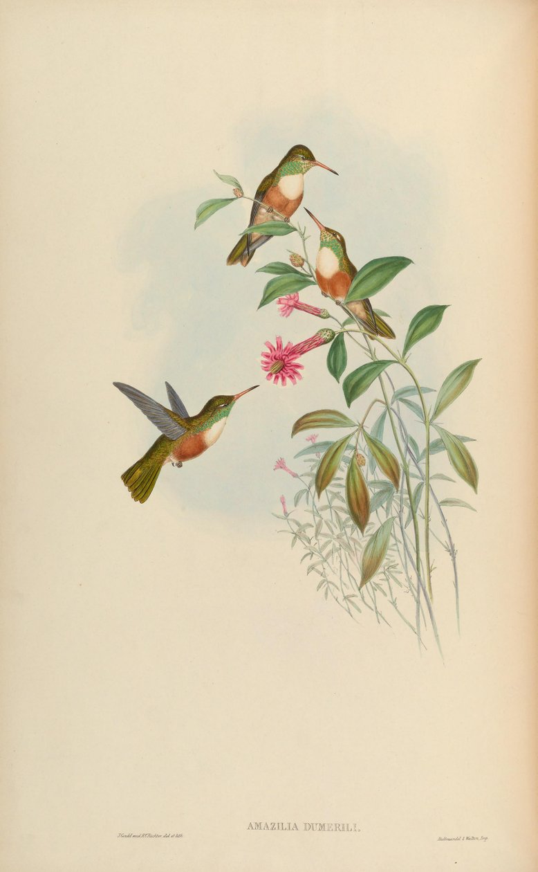 Amazilia dumerili = Amazilia amazilia dumerilii 作者 约翰·古尔德