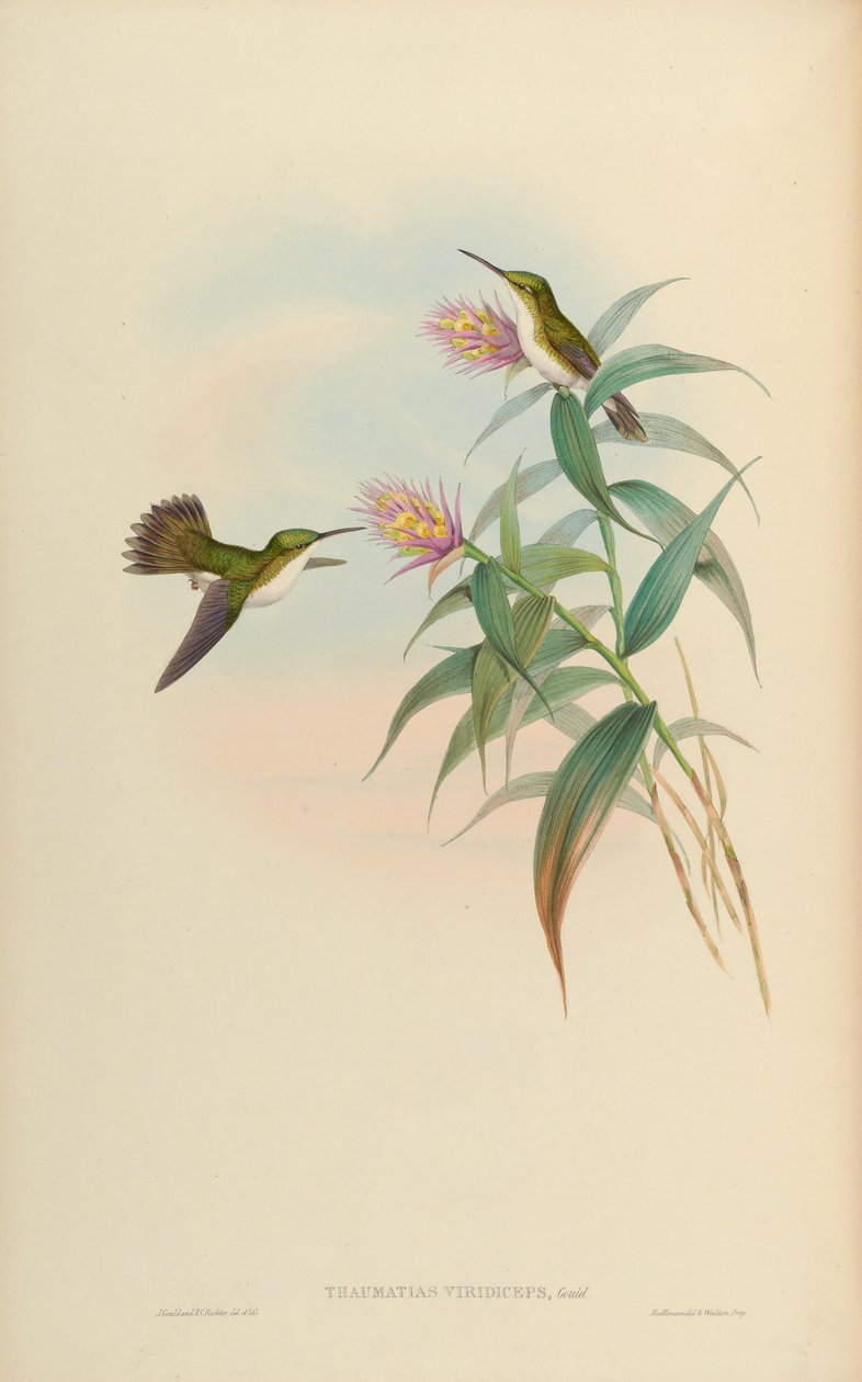 Amaxilia leucogaeter = Amaxilia法国viridiceps 作者 约翰·古尔德