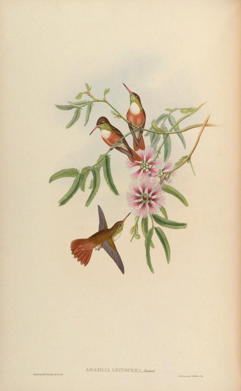 Amazilia leucophaea = Amazilia amazilia leucocephala 作者 约翰·古尔德