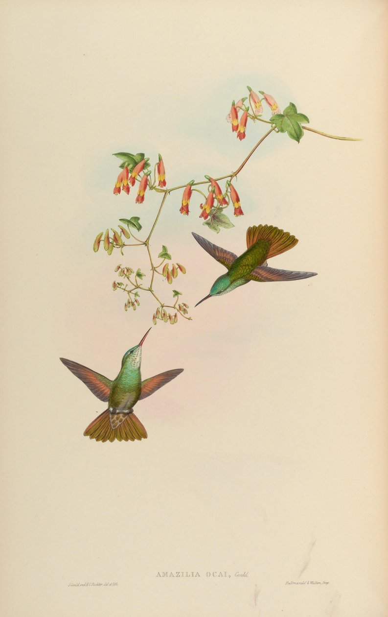 Amazilia ocai = Amazilia cyanocephala x Amazilia beryllina 作者 约翰·古尔德