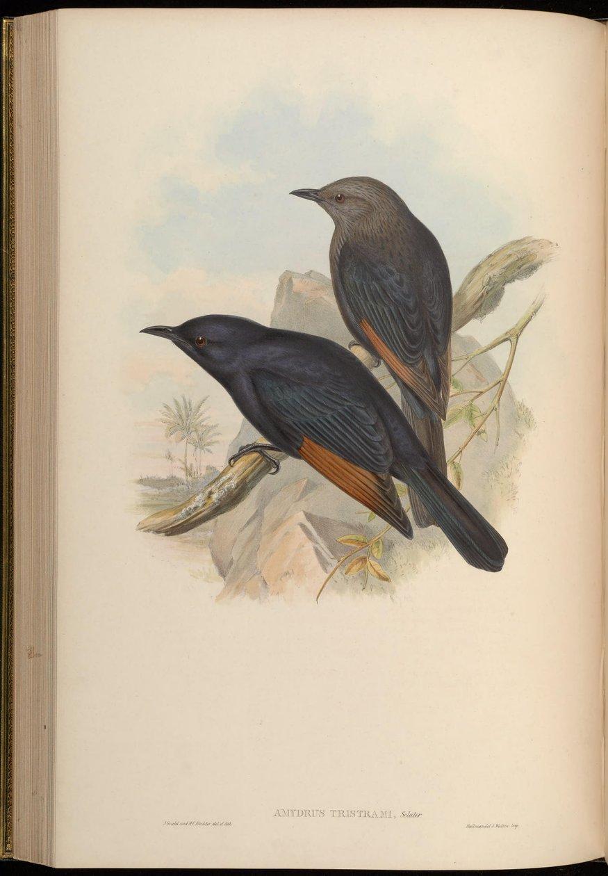 Amydrus tristamii = Onychognathus tristramii 作者 约翰·古尔德