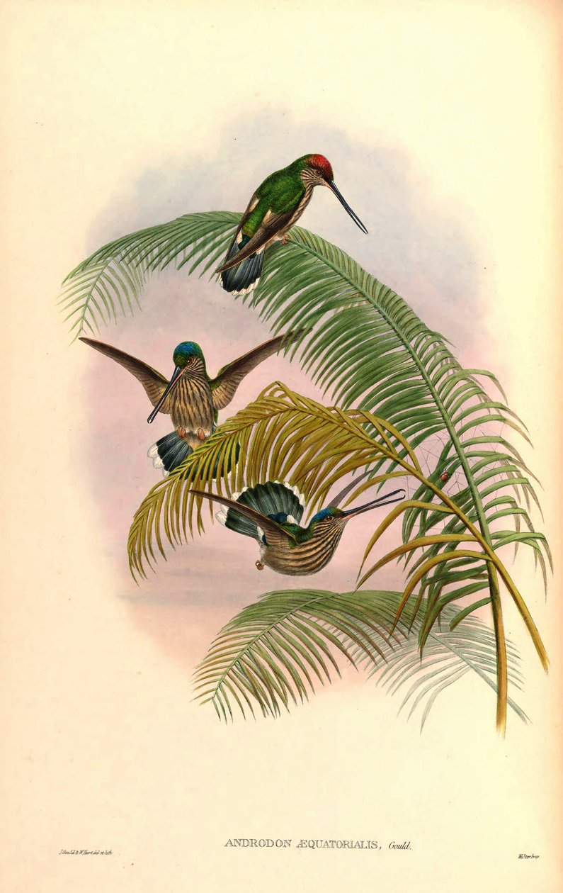 Androdon aequatorialis 作者 约翰·古尔德