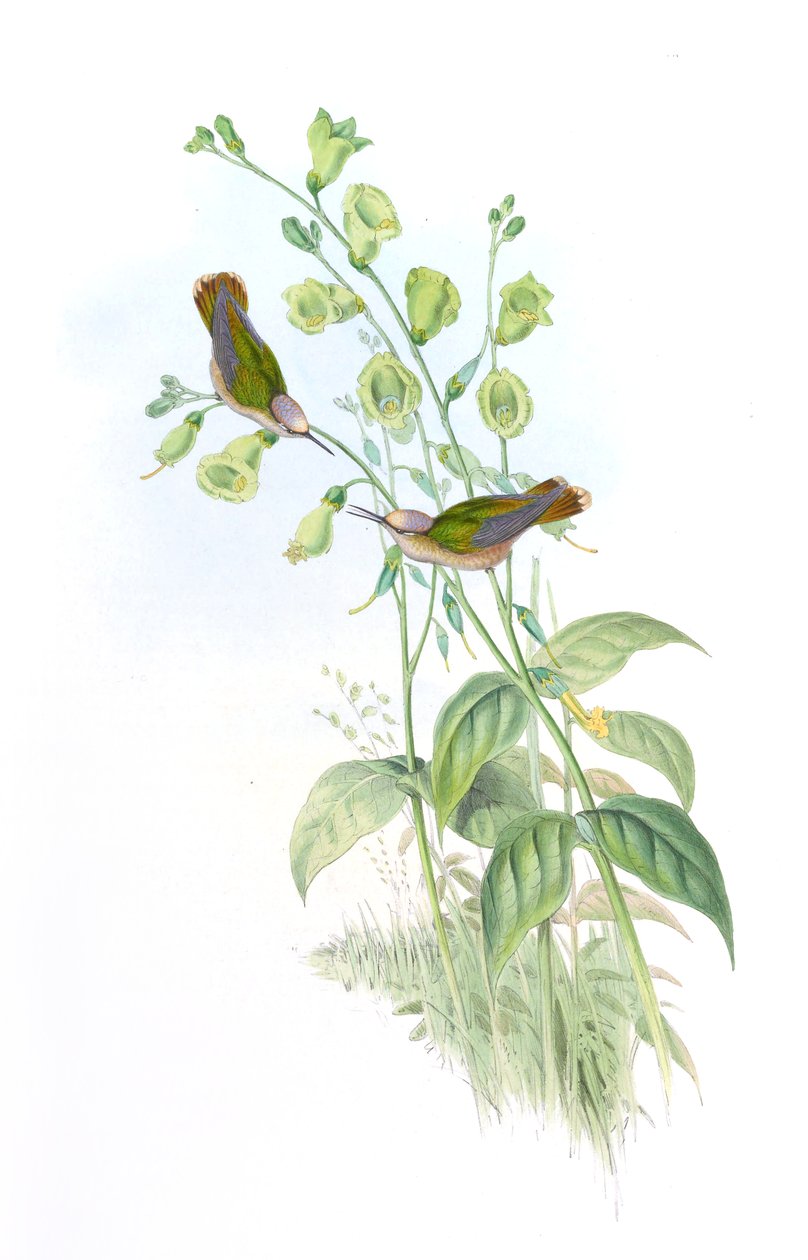 Anthocephala floriceps = Syn 作者 约翰·古尔德