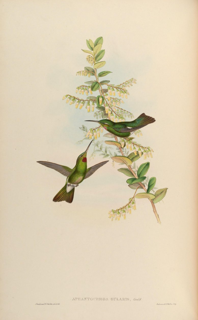 Aphantochroa gularis = Heliodoxa gularis 作者 约翰·古尔德
