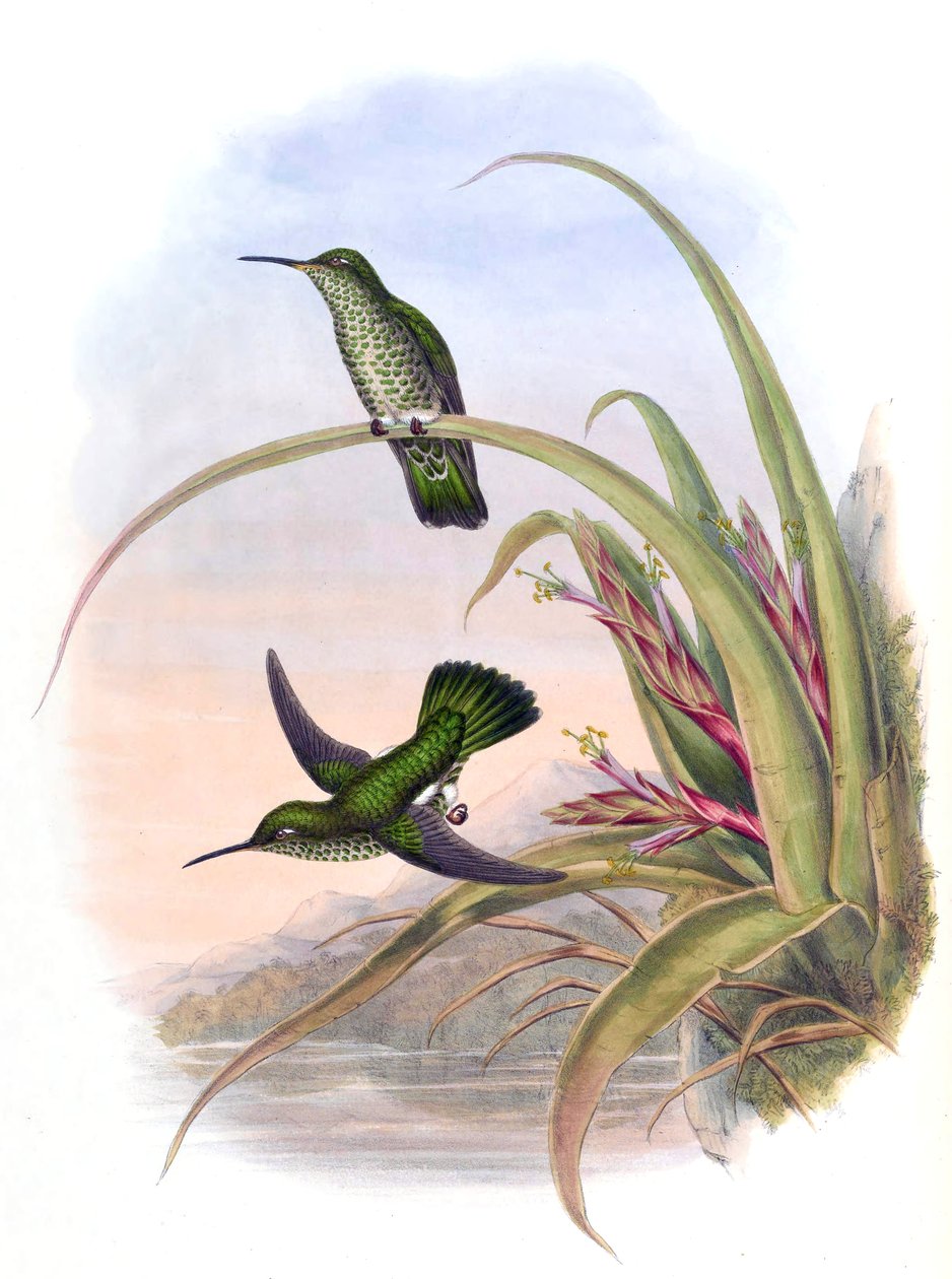 Aphantochroa hyposticta = Taphrospilus hypostictus 作者 约翰·古尔德