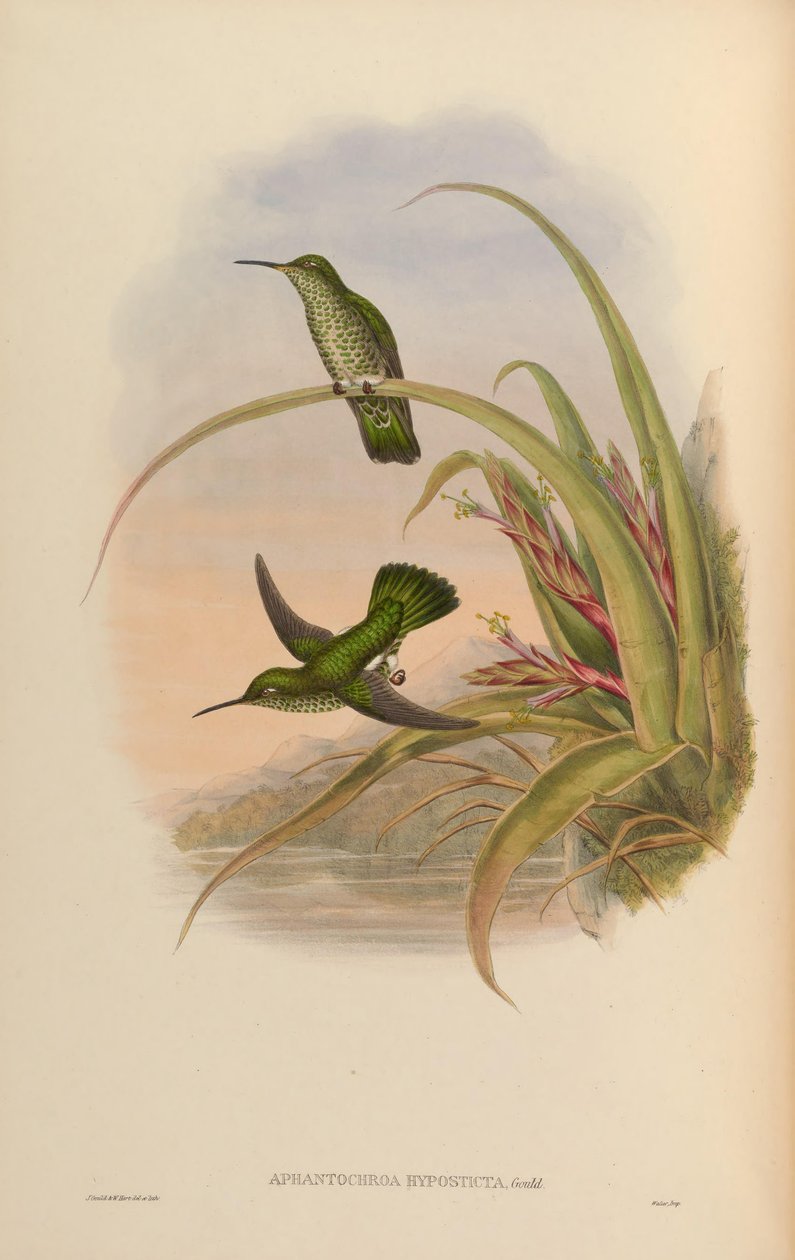 Aphantochroa hyposticta = Taphrospilus hypostictus 作者 约翰·古尔德